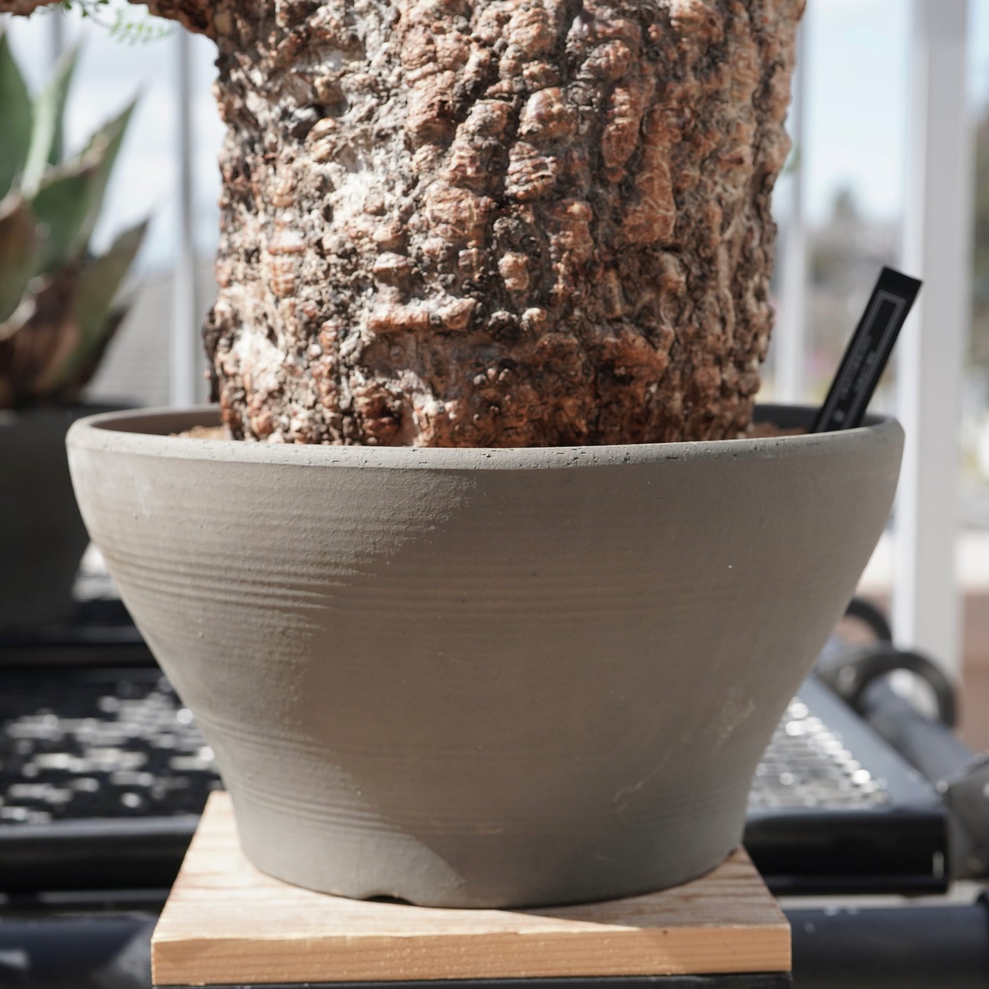 Operculicarya pachypus（オペルクリカリア・パキプス） No.2