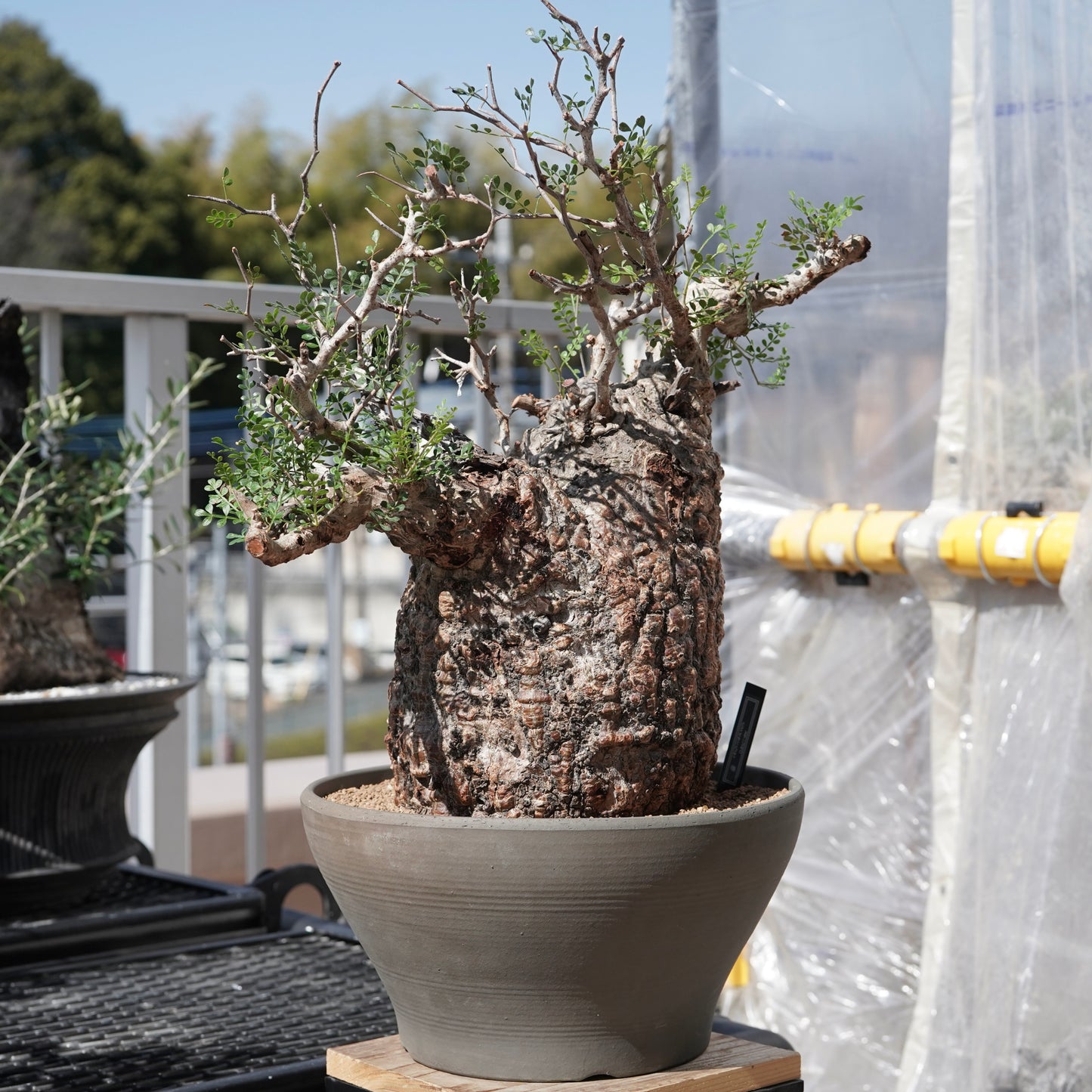 Operculicarya pachypus（オペルクリカリア・パキプス） No.2