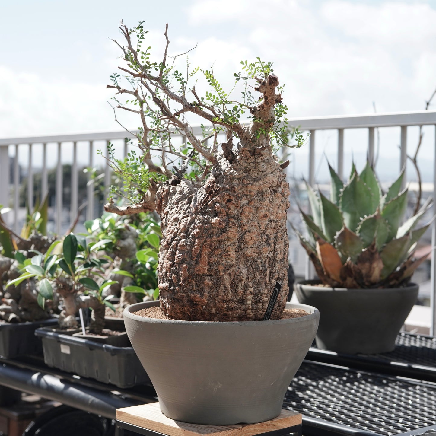 Operculicarya pachypus（オペルクリカリア・パキプス） No.2