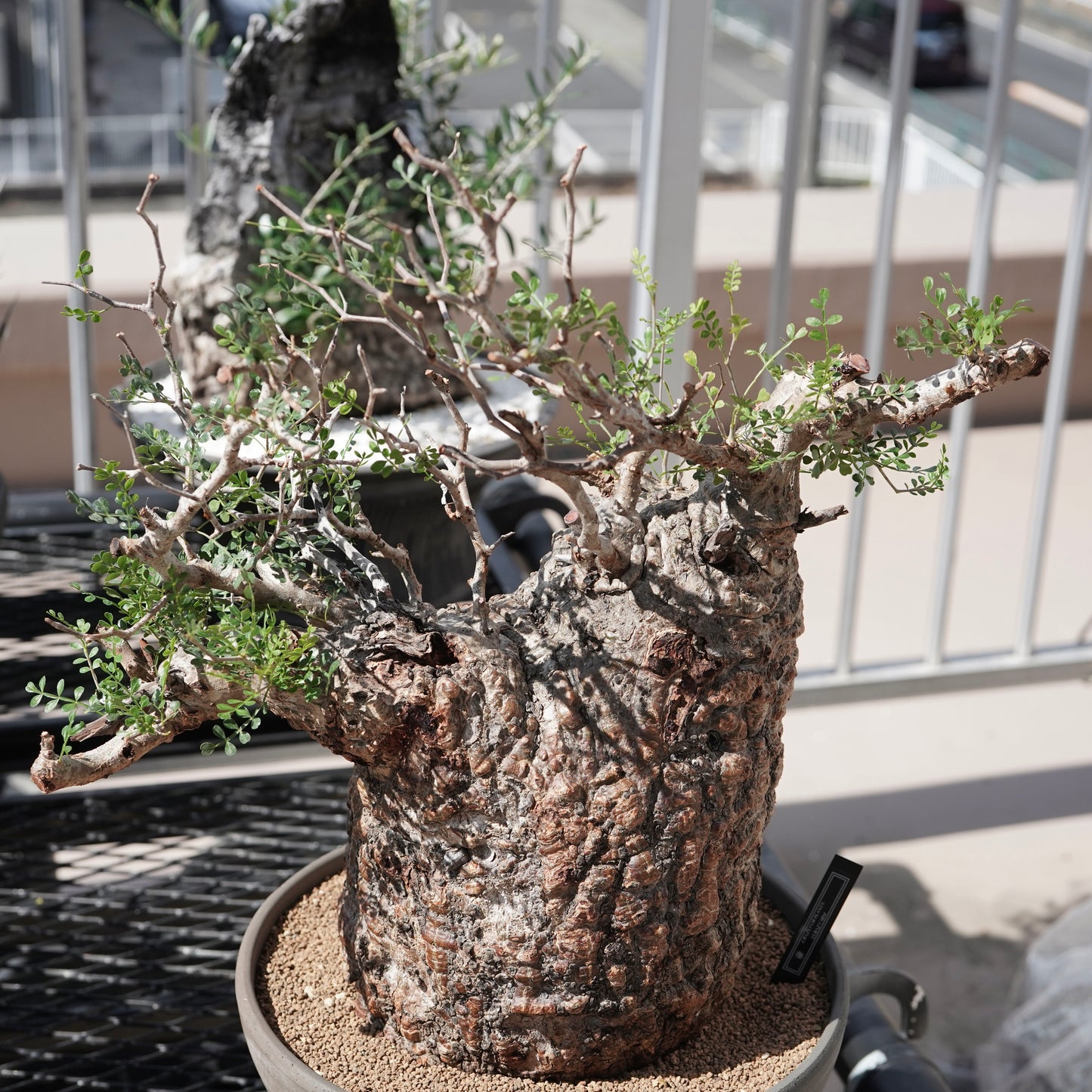 Operculicarya pachypus（オペルクリカリア・パキプス） No.2