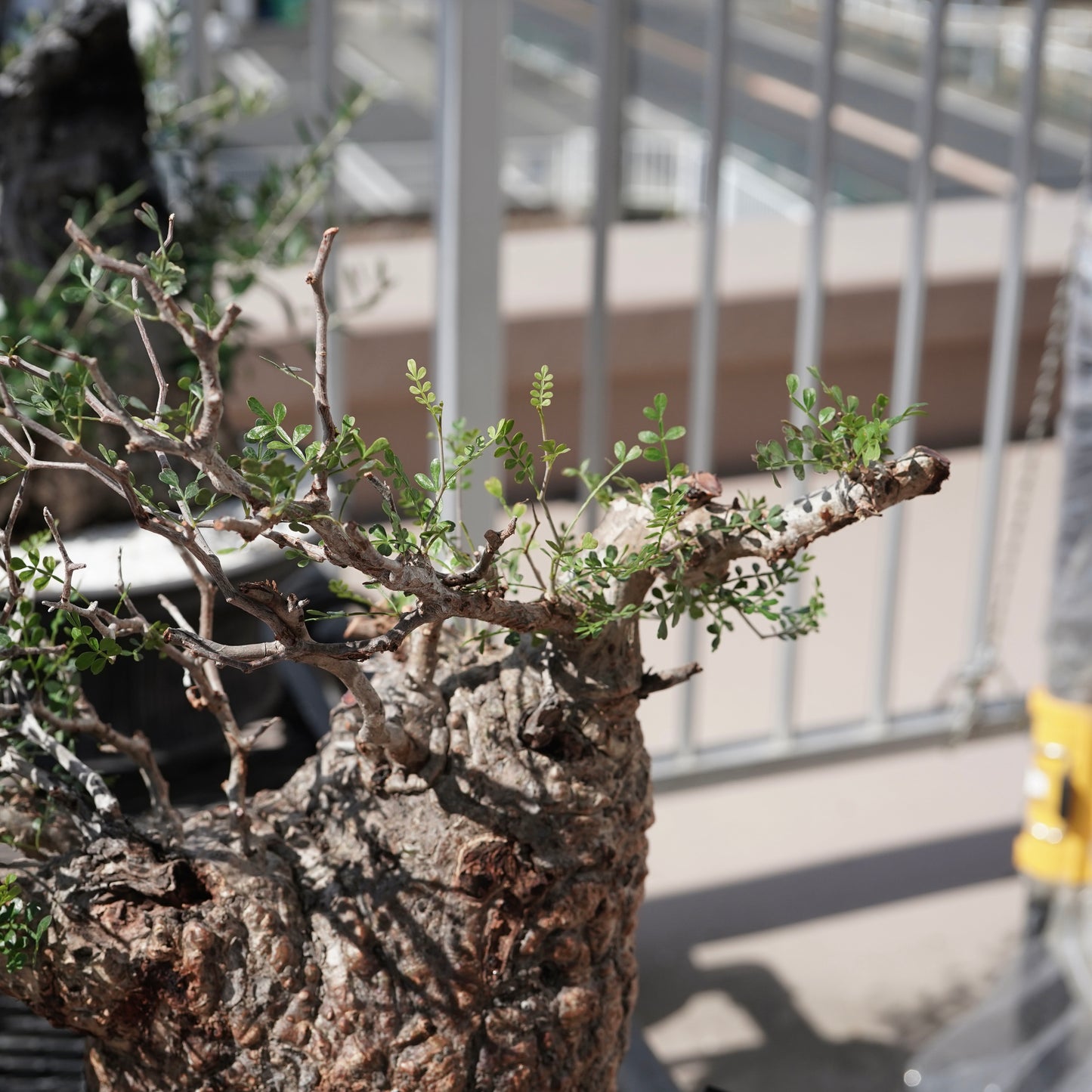 Operculicarya pachypus（オペルクリカリア・パキプス） No.2