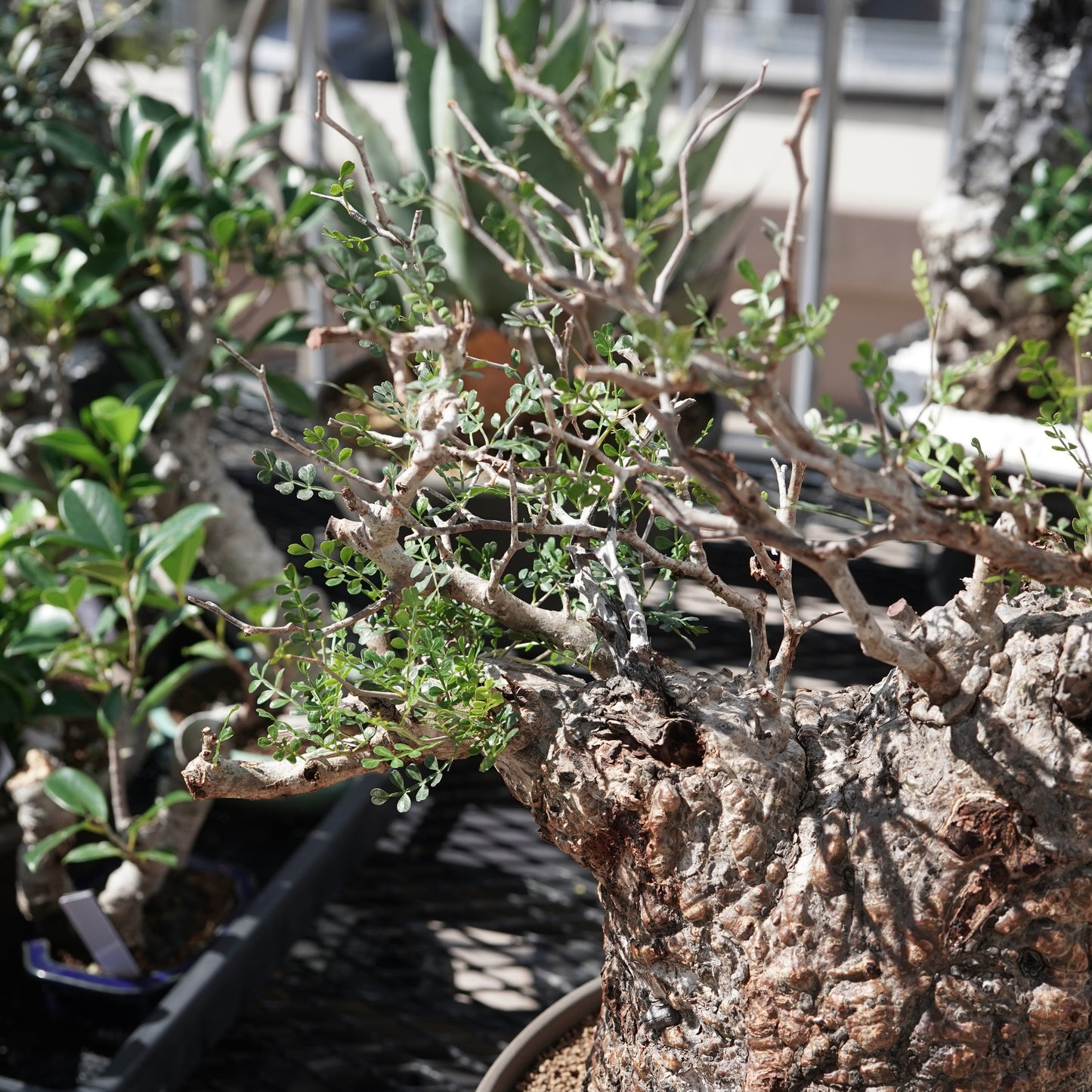 Operculicarya pachypus（オペルクリカリア・パキプス） No.2