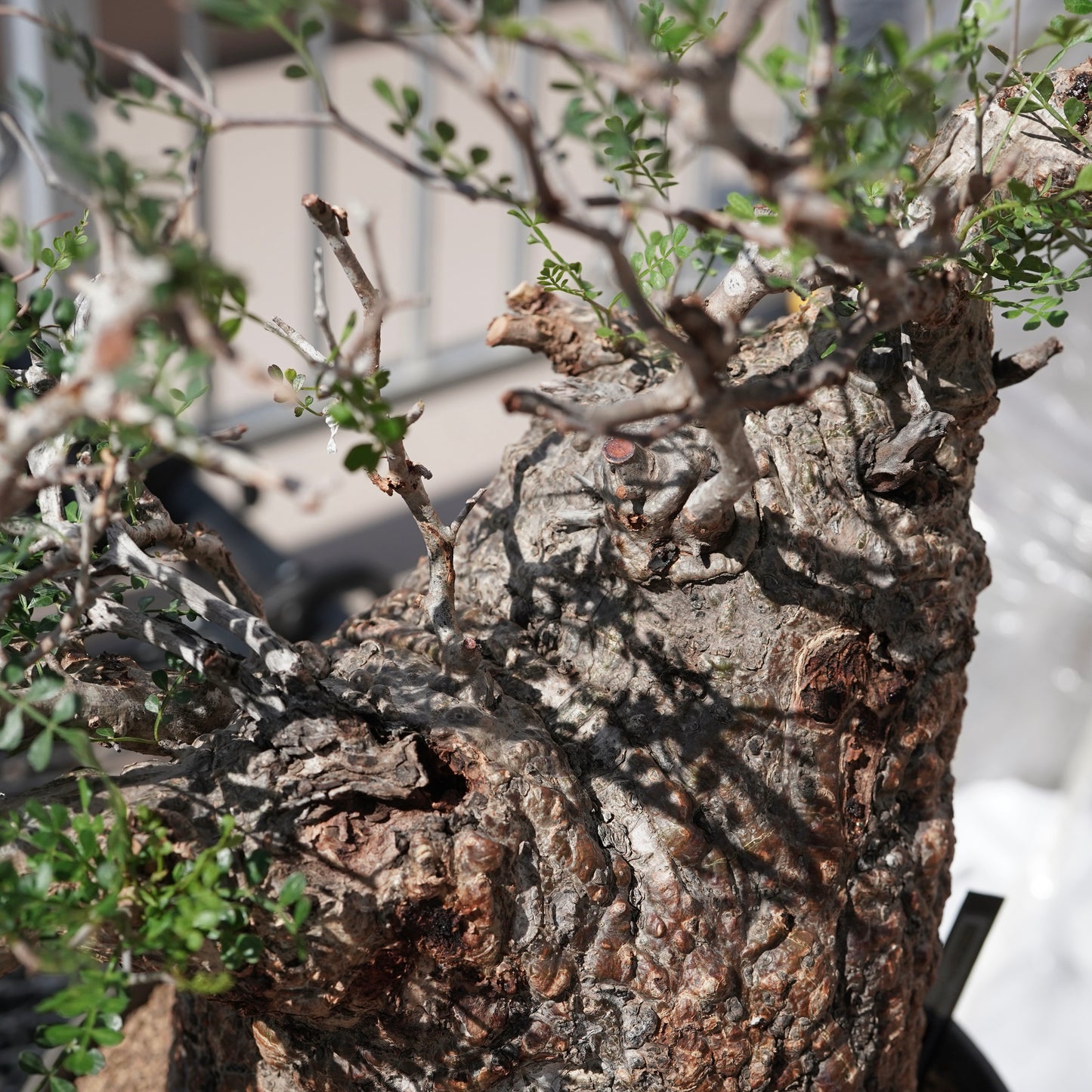 Operculicarya pachypus（オペルクリカリア・パキプス） No.2