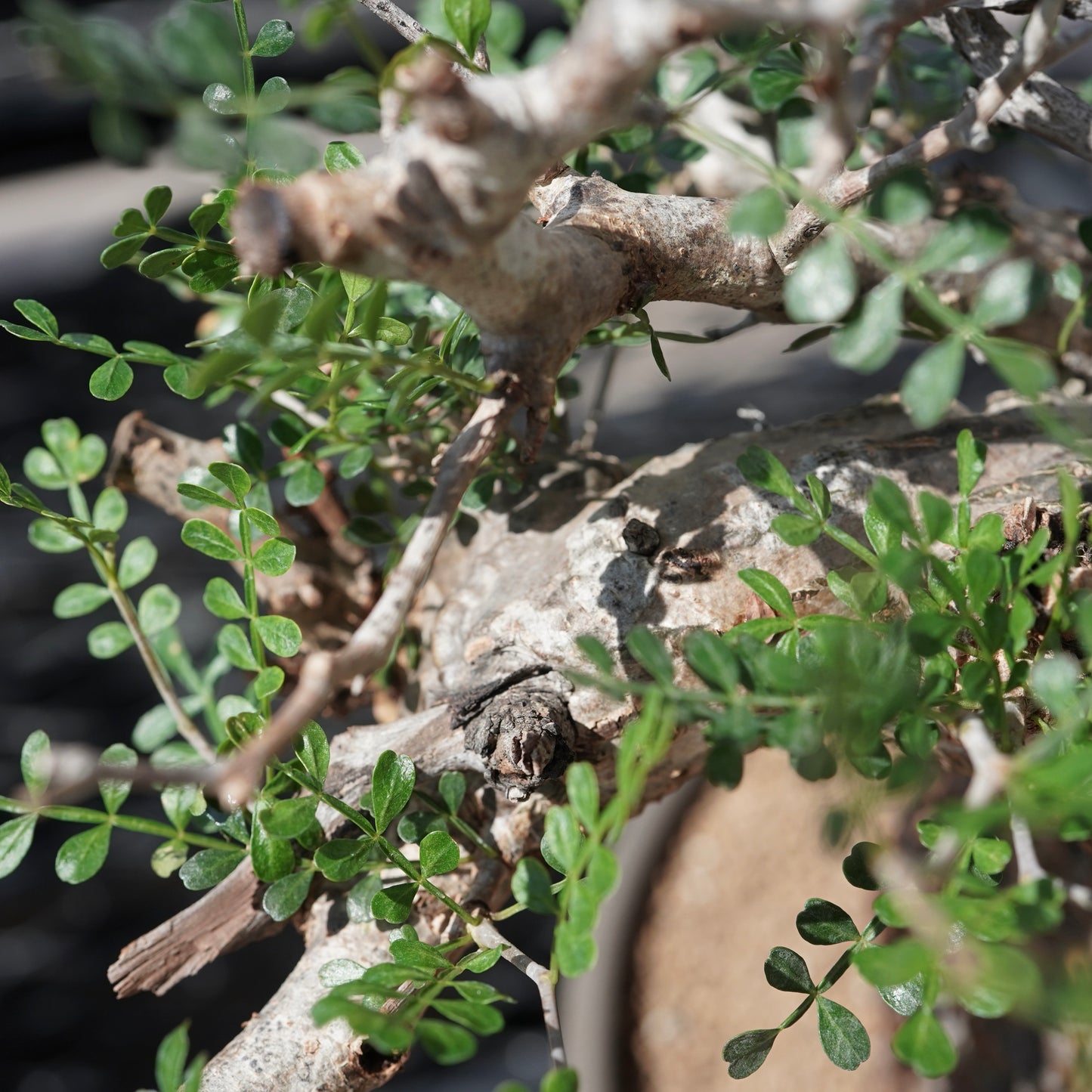 Operculicarya pachypus（オペルクリカリア・パキプス） No.2