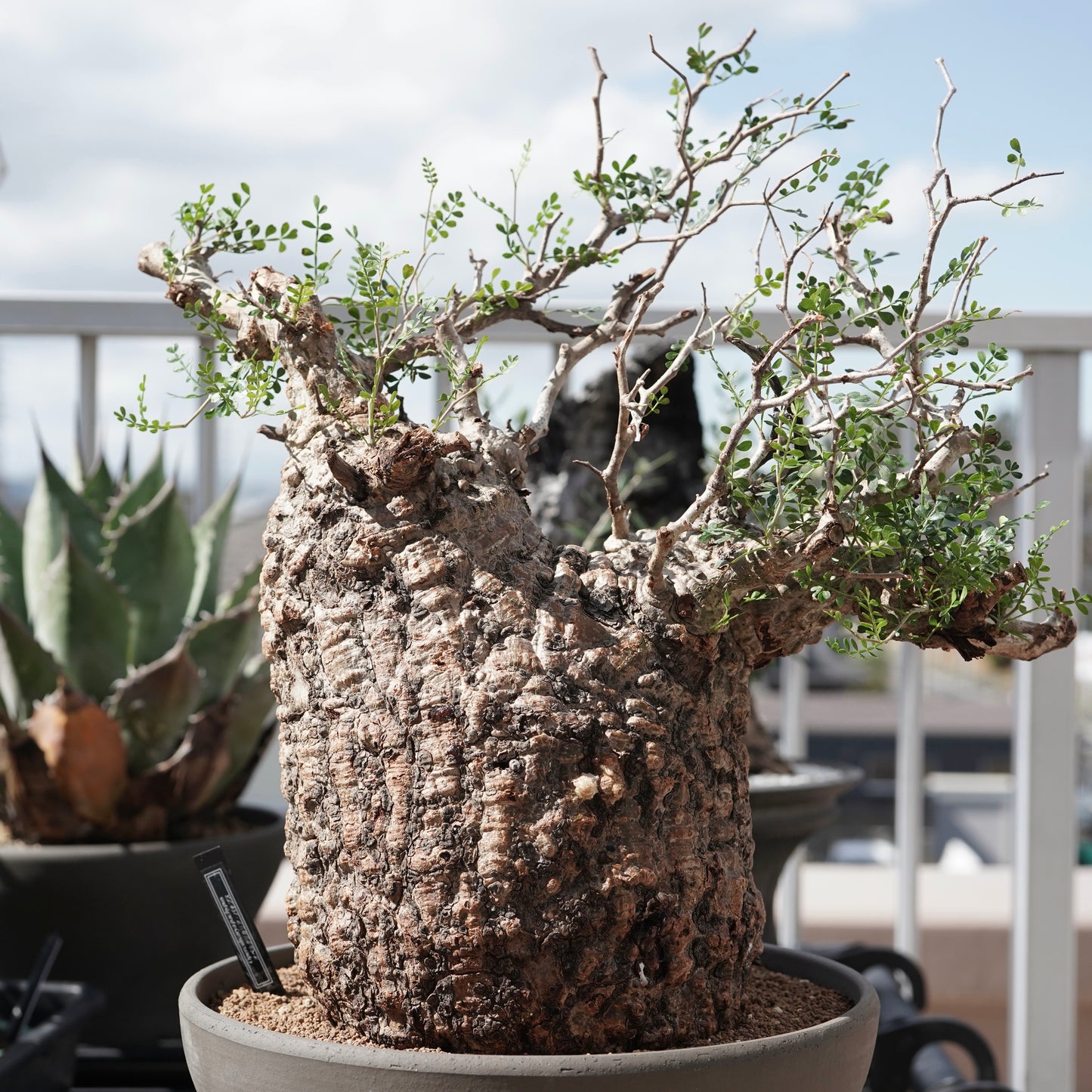 Operculicarya pachypus（オペルクリカリア・パキプス） No.2