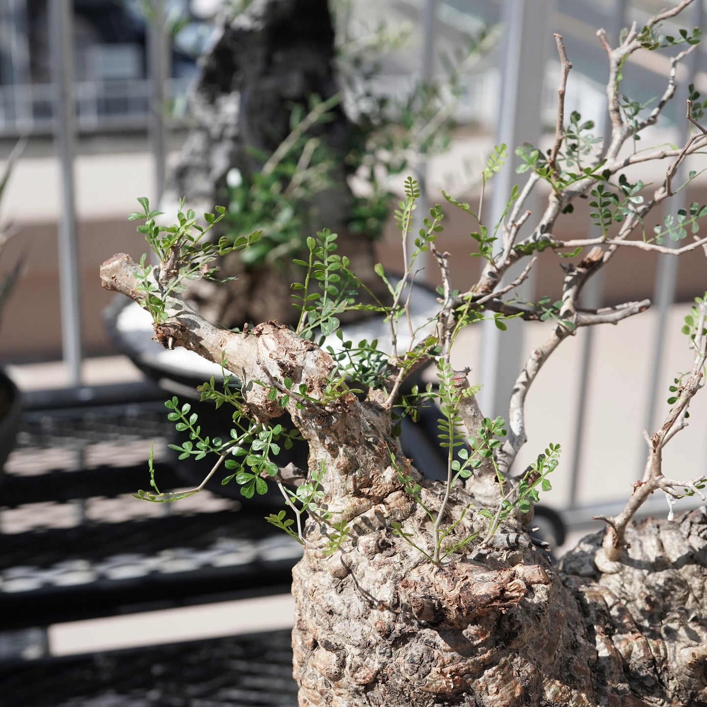 Operculicarya pachypus（オペルクリカリア・パキプス） No.2