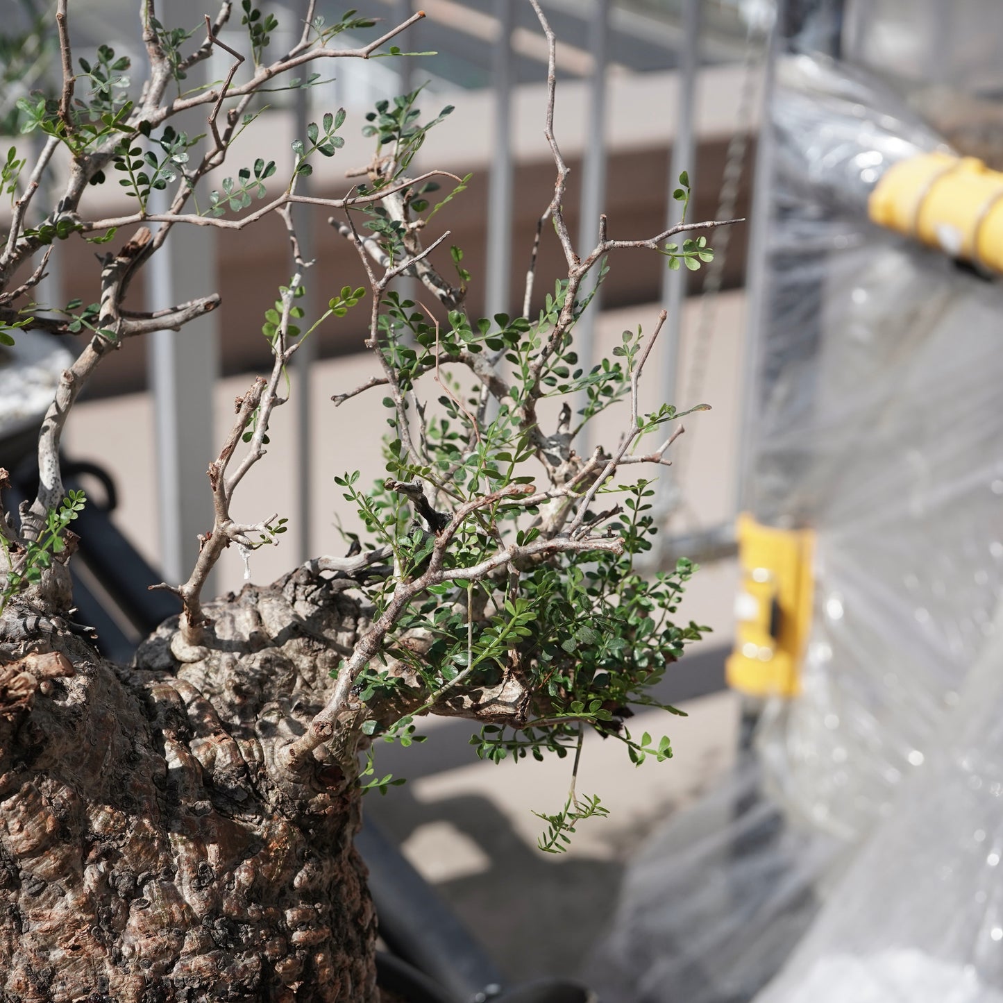 Operculicarya pachypus（オペルクリカリア・パキプス） No.2