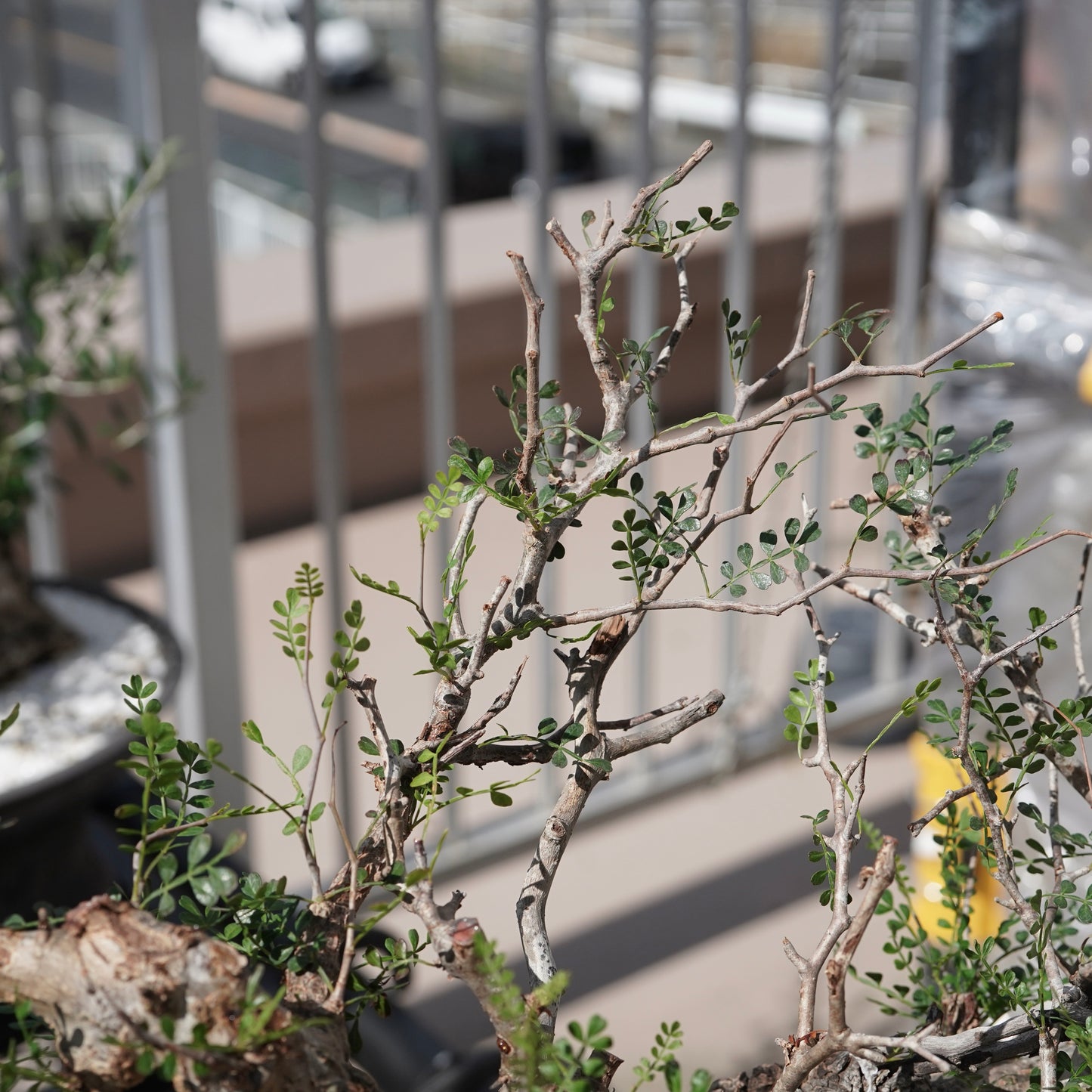 Operculicarya pachypus（オペルクリカリア・パキプス） No.2