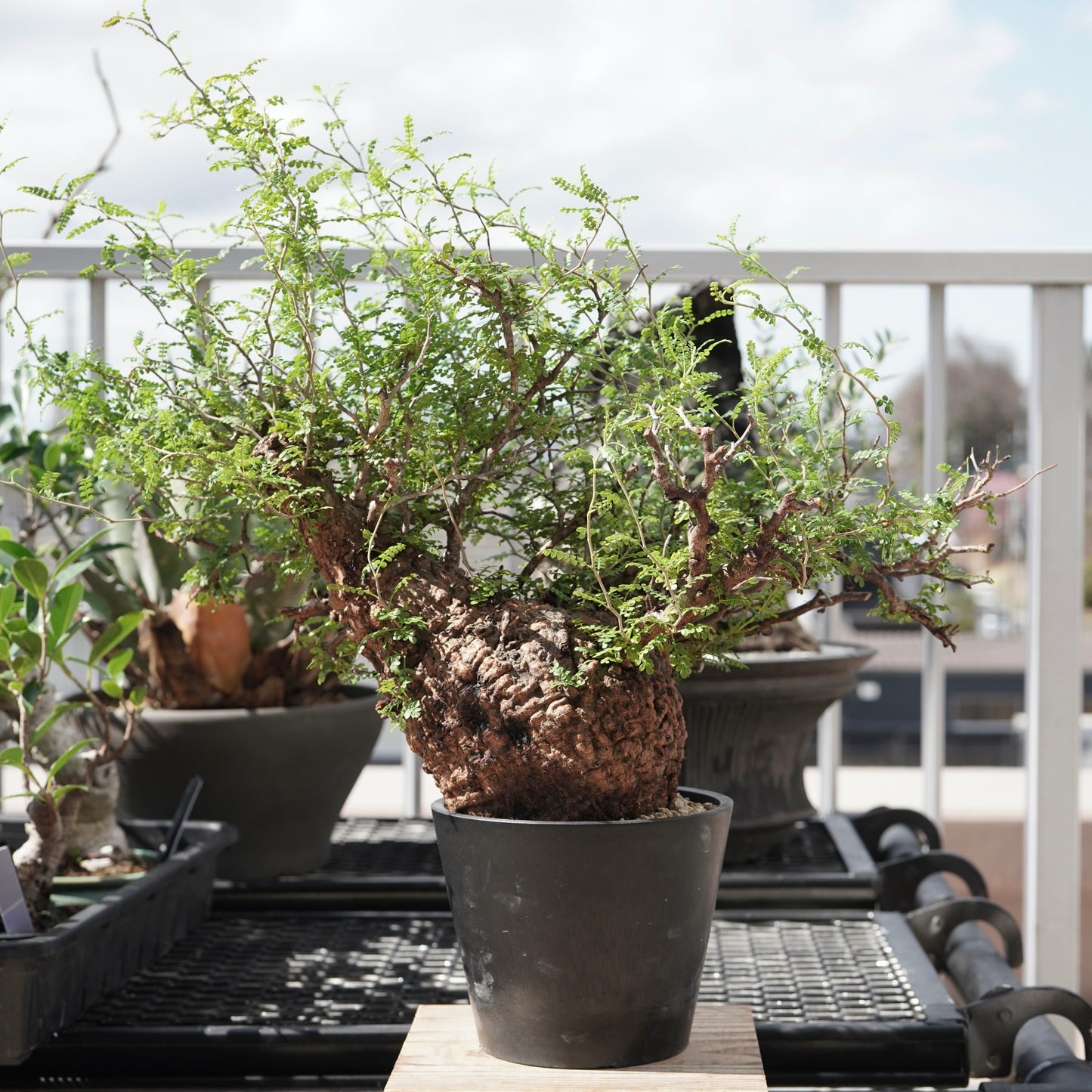 Operculicarya pachypus（オペルクリカリア・パキプス） No.3