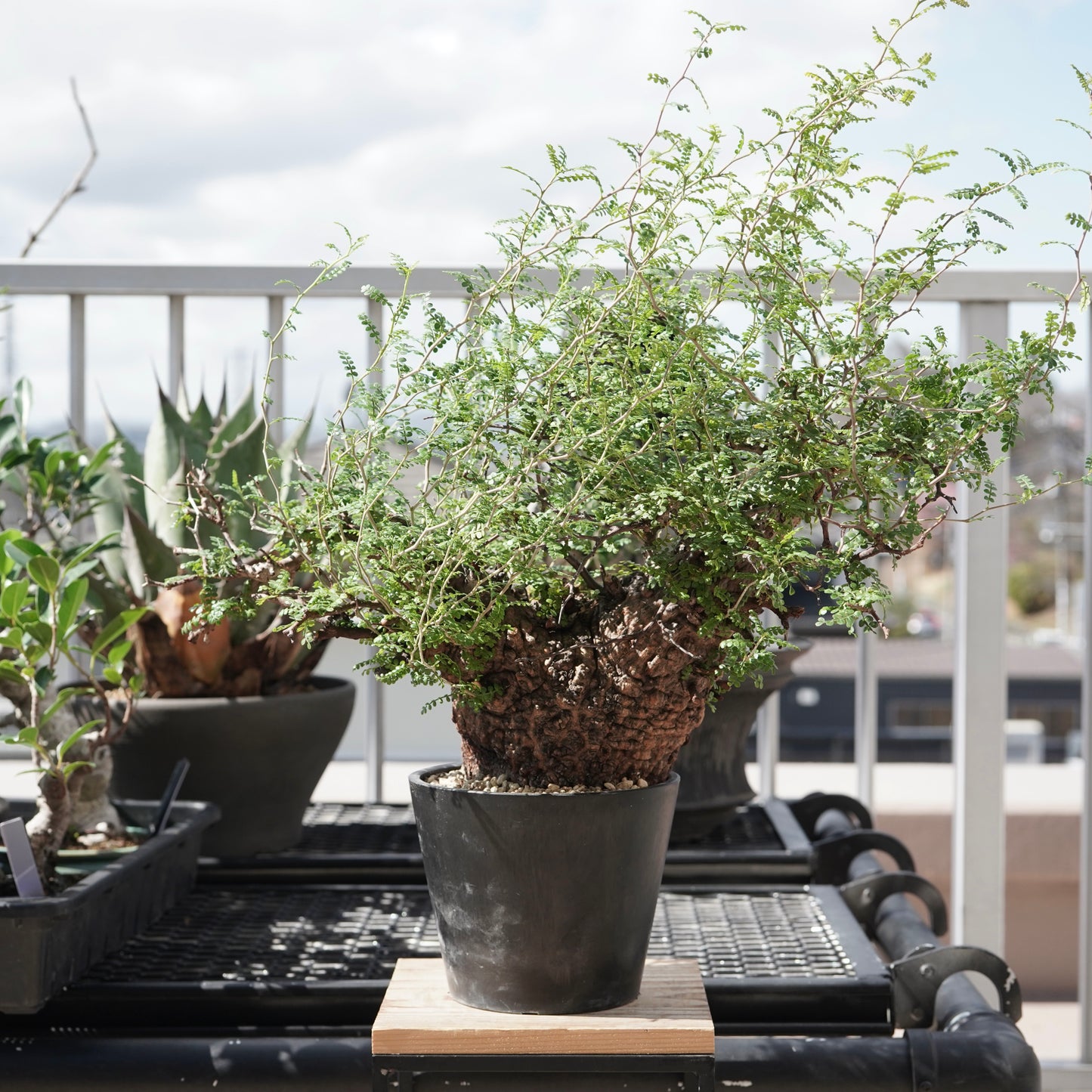 Operculicarya pachypus（オペルクリカリア・パキプス） No.3