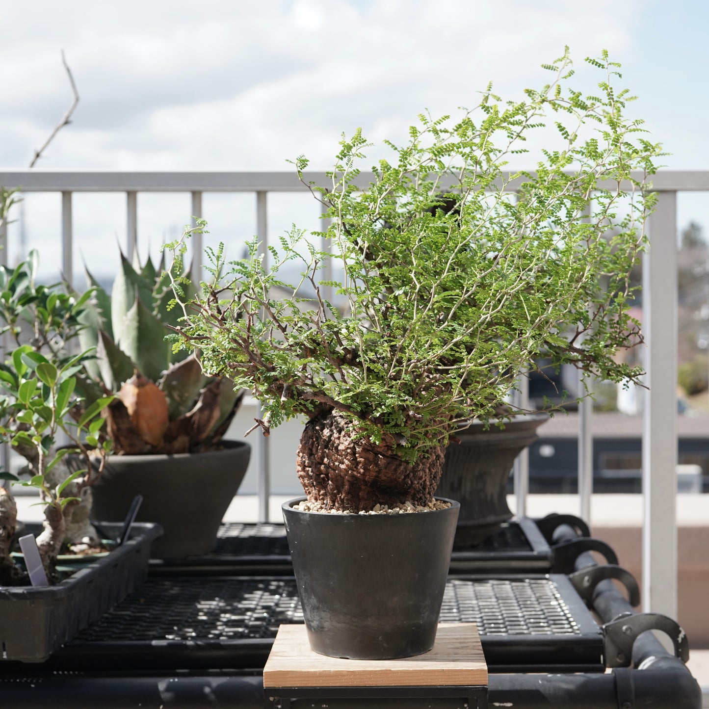 Operculicarya pachypus（オペルクリカリア・パキプス） No.3