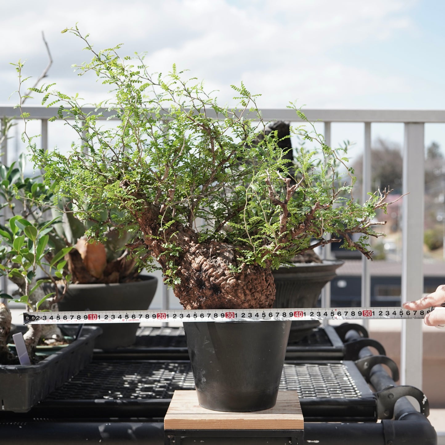 Operculicarya pachypus（オペルクリカリア・パキプス） No.3