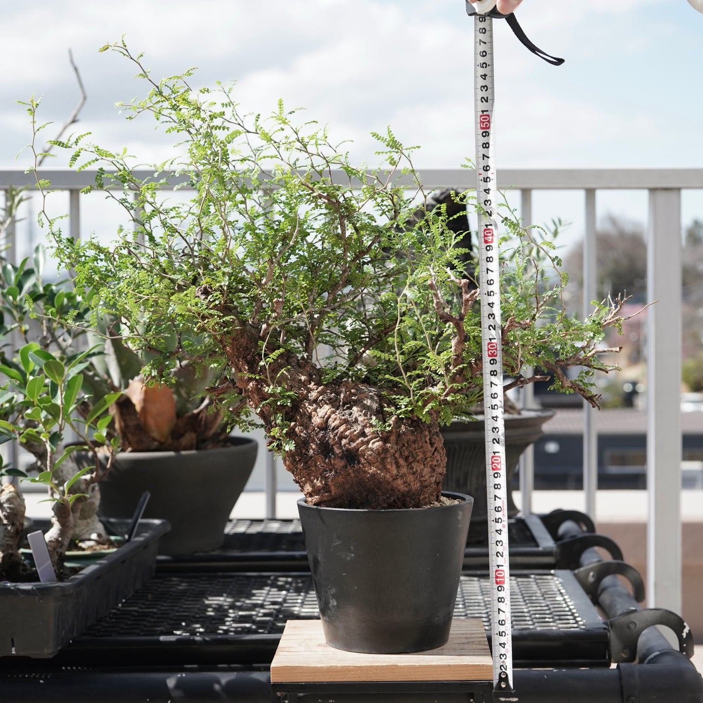 Operculicarya pachypus（オペルクリカリア・パキプス） No.3