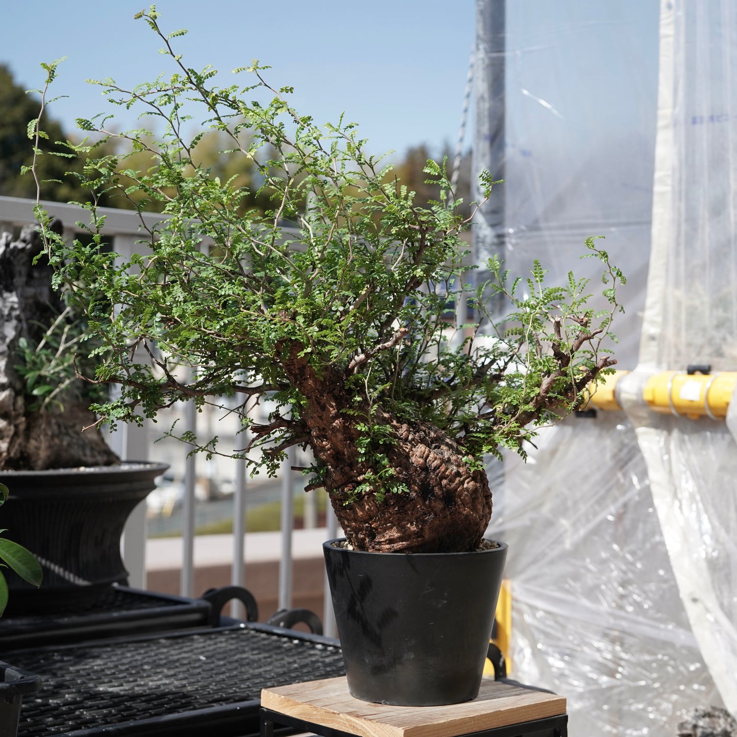 Operculicarya pachypus（オペルクリカリア・パキプス） No.3