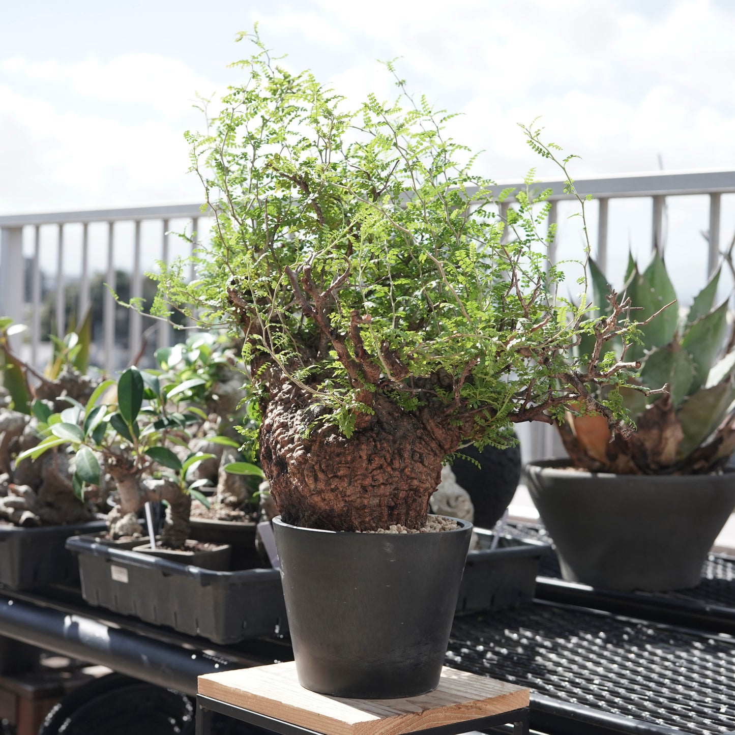 Operculicarya pachypus（オペルクリカリア・パキプス） No.3