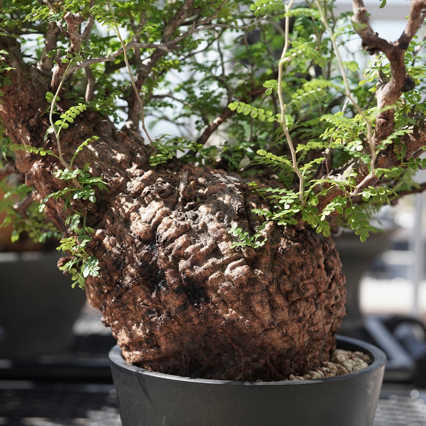 Operculicarya pachypus（オペルクリカリア・パキプス） No.3