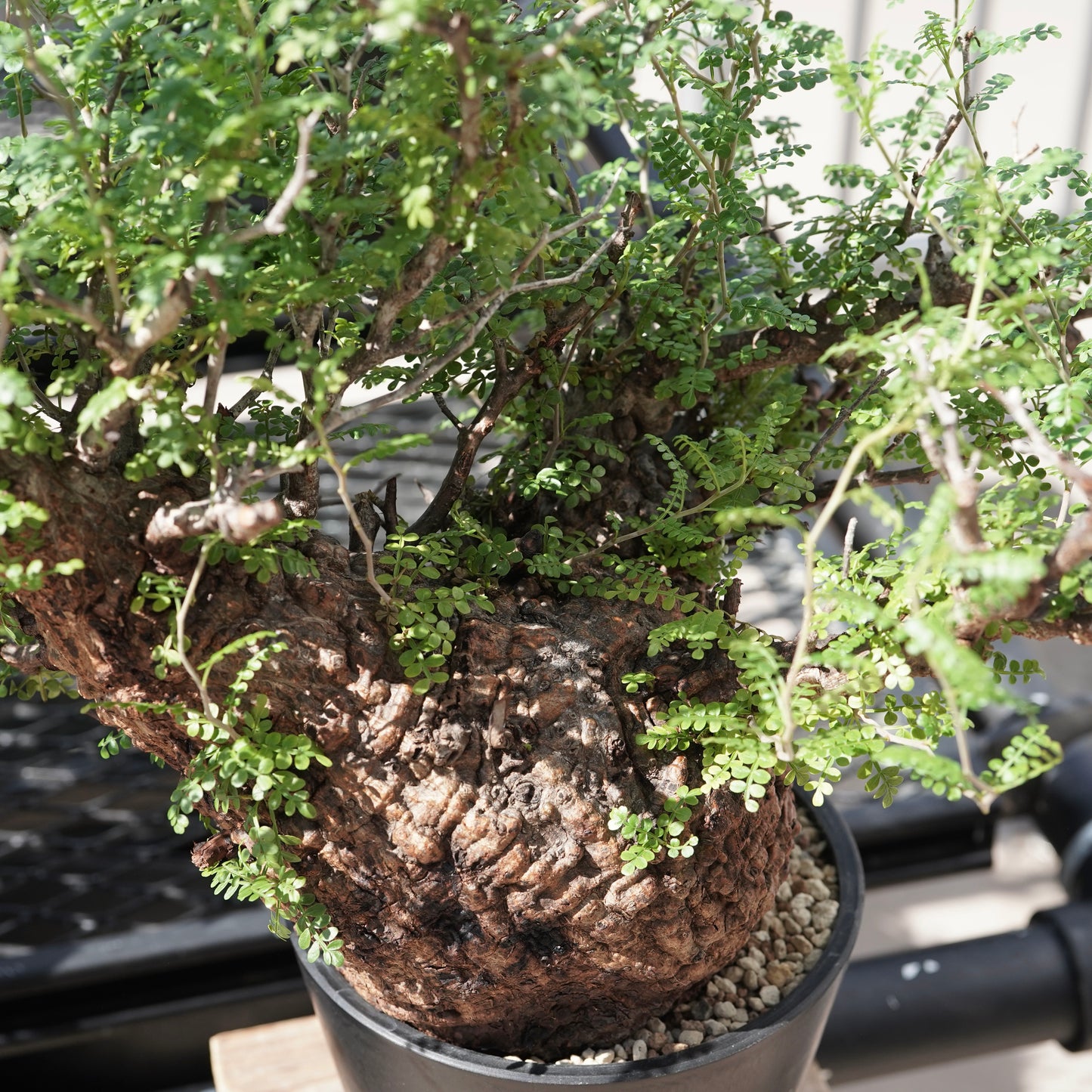 Operculicarya pachypus（オペルクリカリア・パキプス） No.3