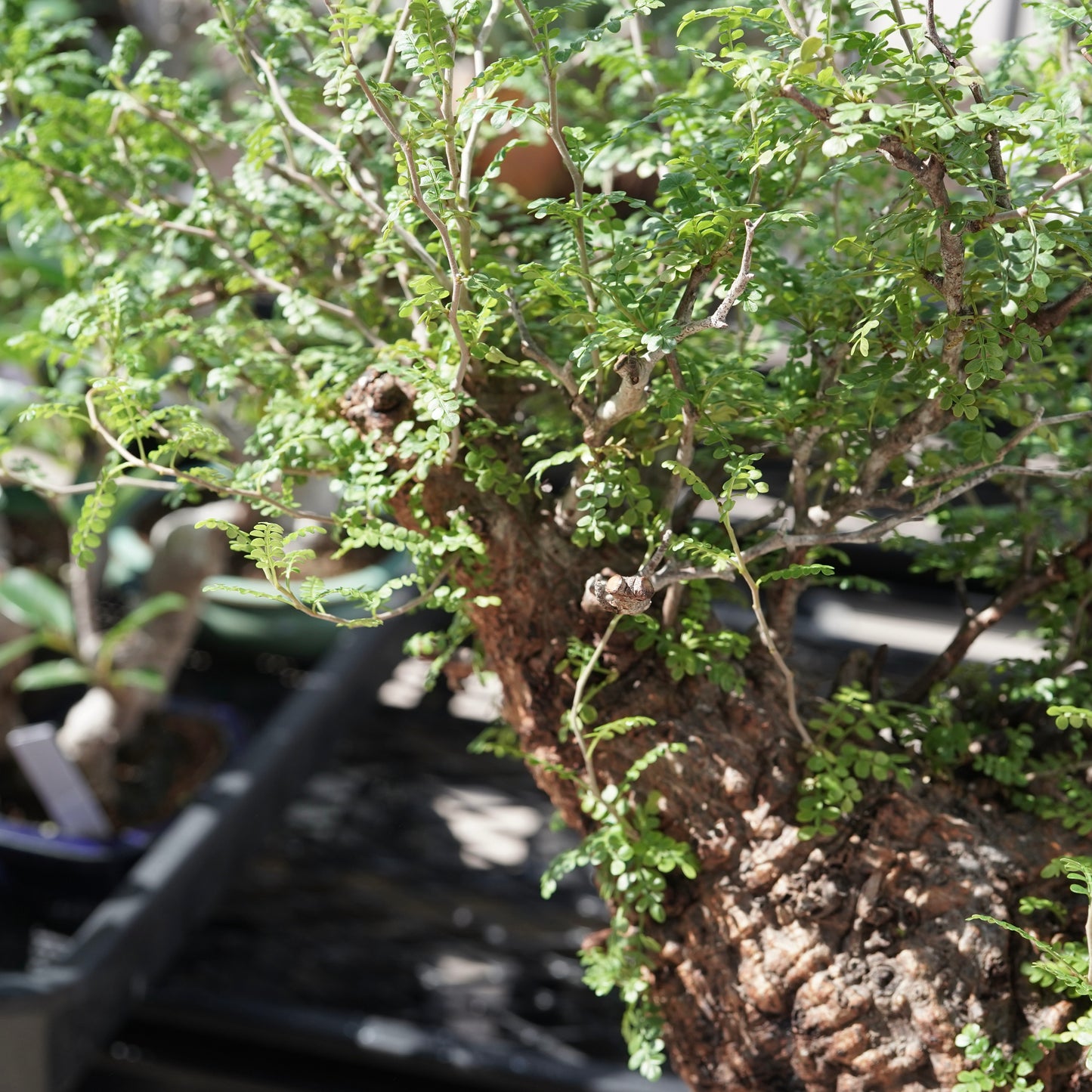 Operculicarya pachypus（オペルクリカリア・パキプス） No.3