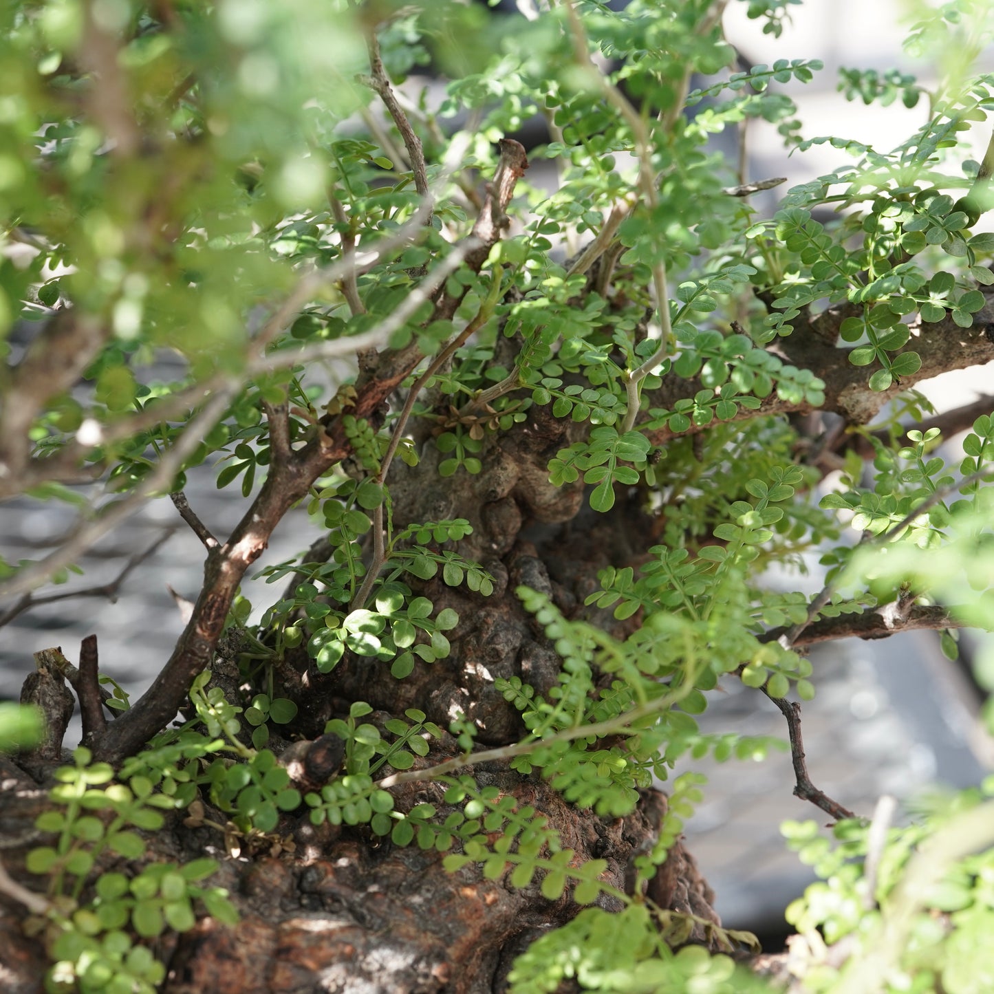 Operculicarya pachypus（オペルクリカリア・パキプス） No.3