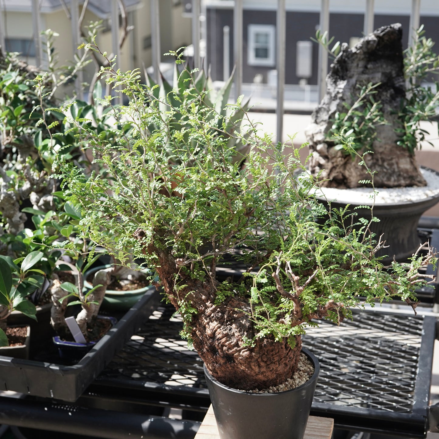 Operculicarya pachypus（オペルクリカリア・パキプス） No.3