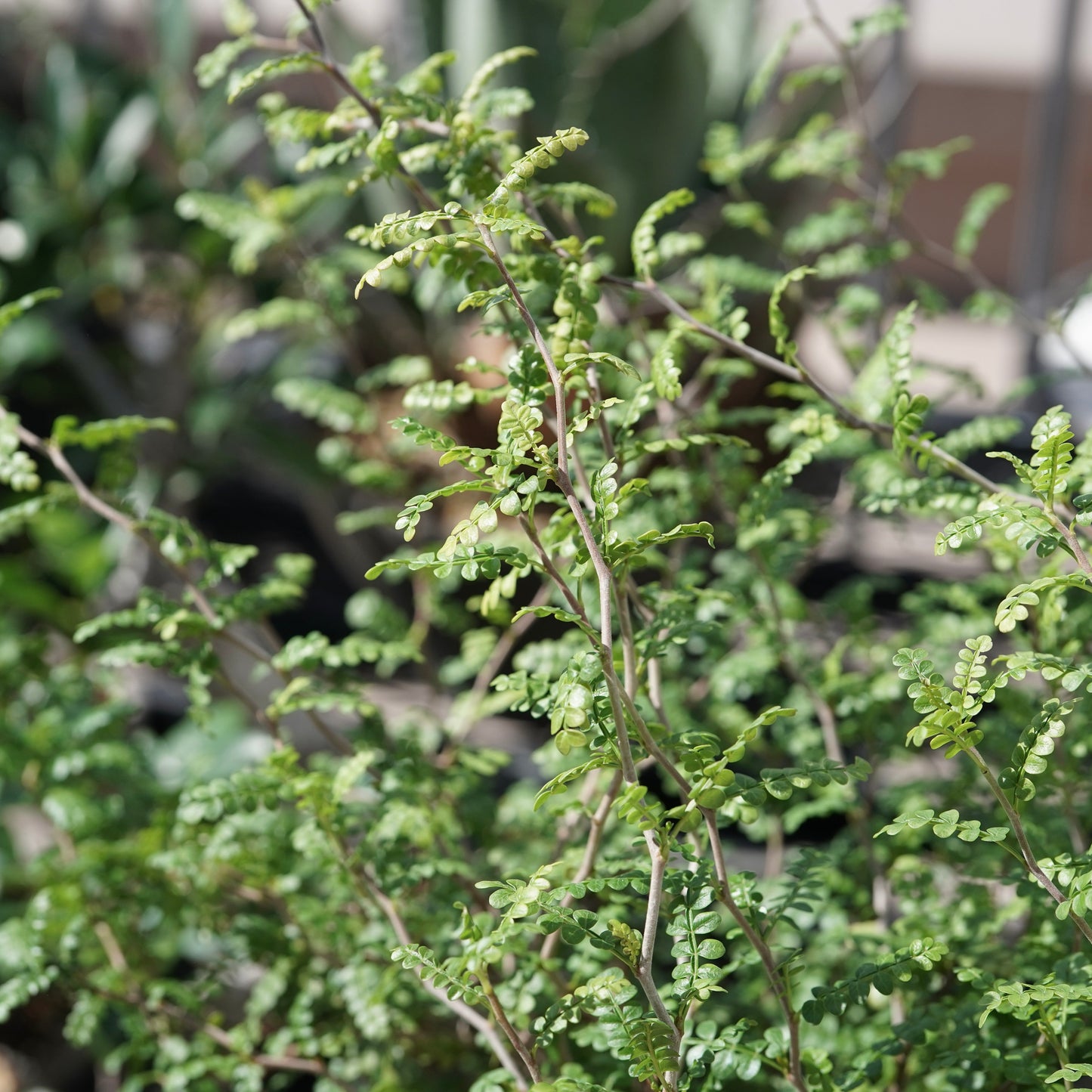 Operculicarya pachypus（オペルクリカリア・パキプス） No.3