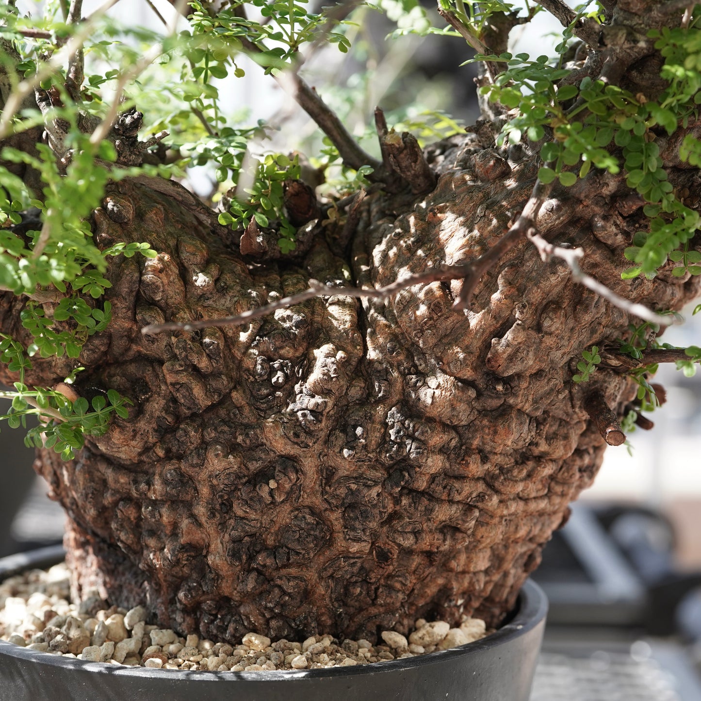 Operculicarya pachypus（オペルクリカリア・パキプス） No.3