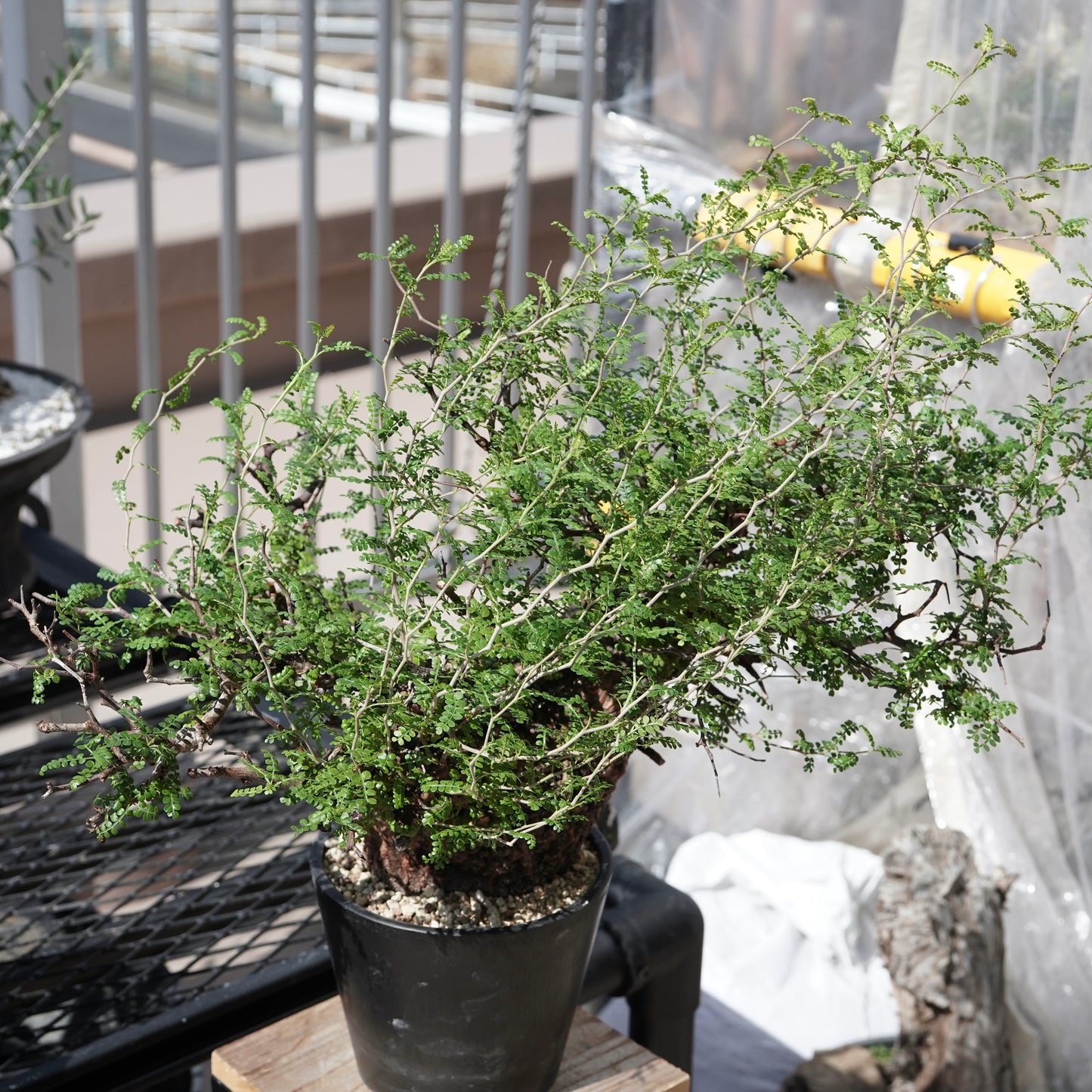 Operculicarya pachypus（オペルクリカリア・パキプス） No.3