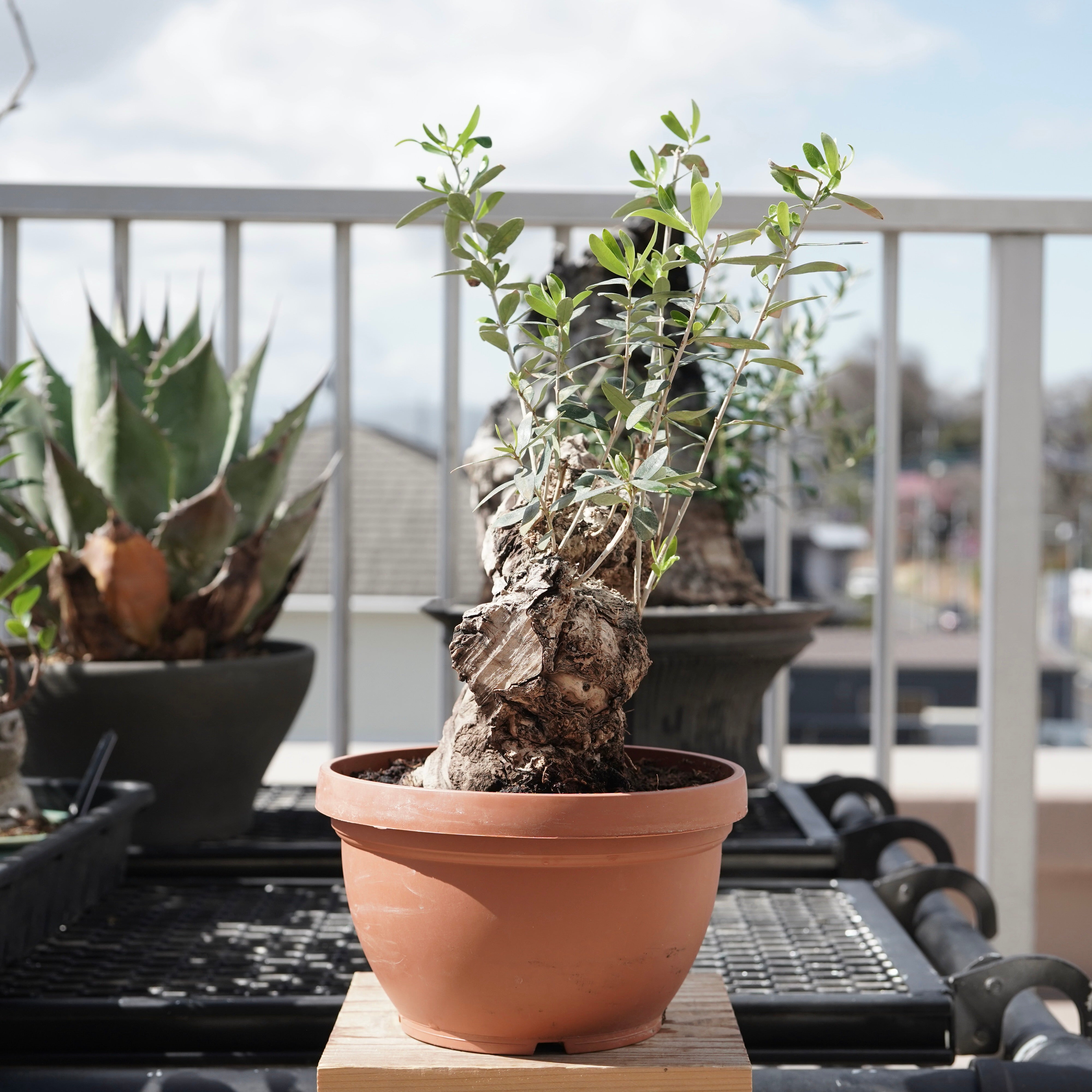 Mini-mini Old olive（古木オリーブ） No.1 – ELBAZ GREEN STORE