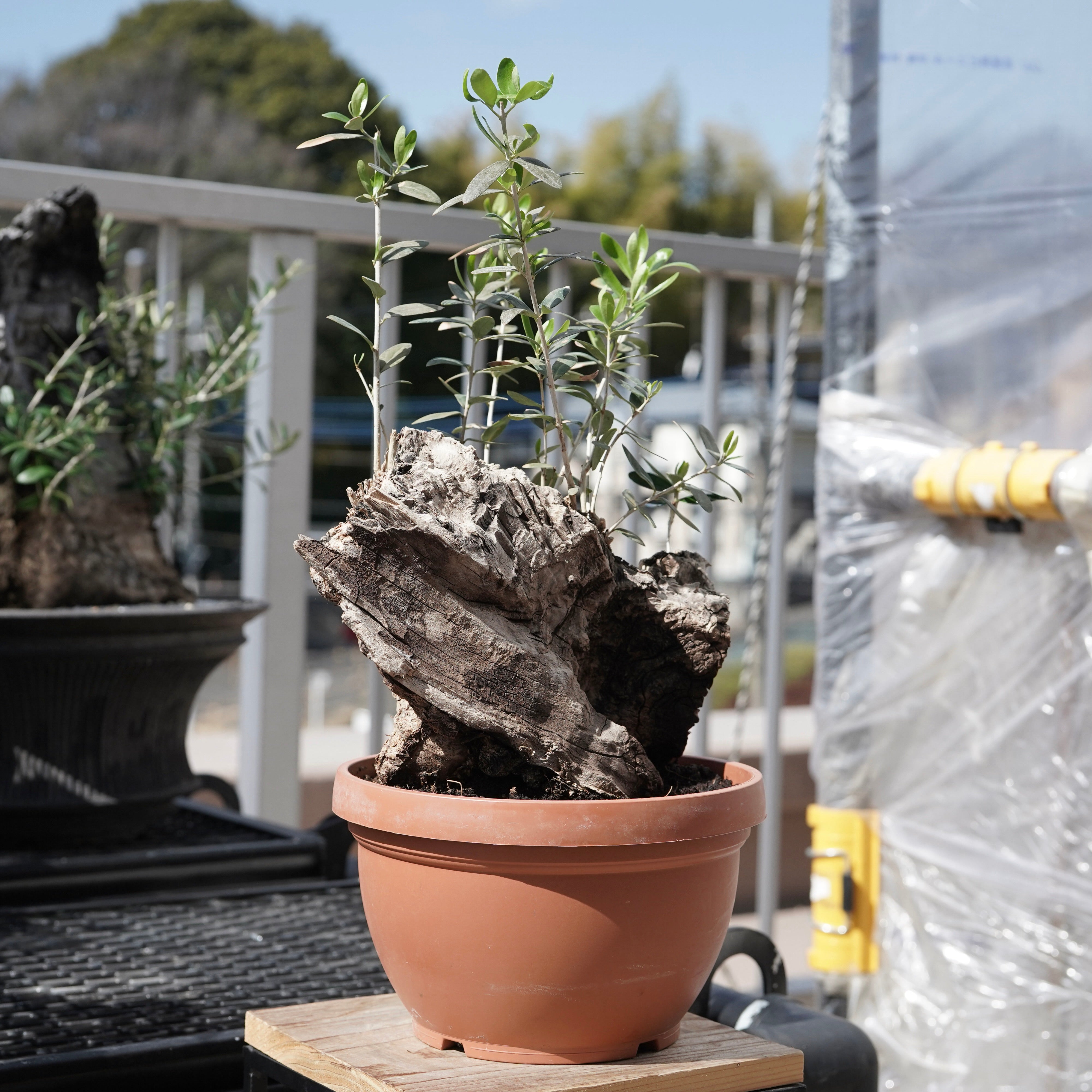 Mini-mini Old olive（古木オリーブ） No.1 – ELBAZ GREEN STORE