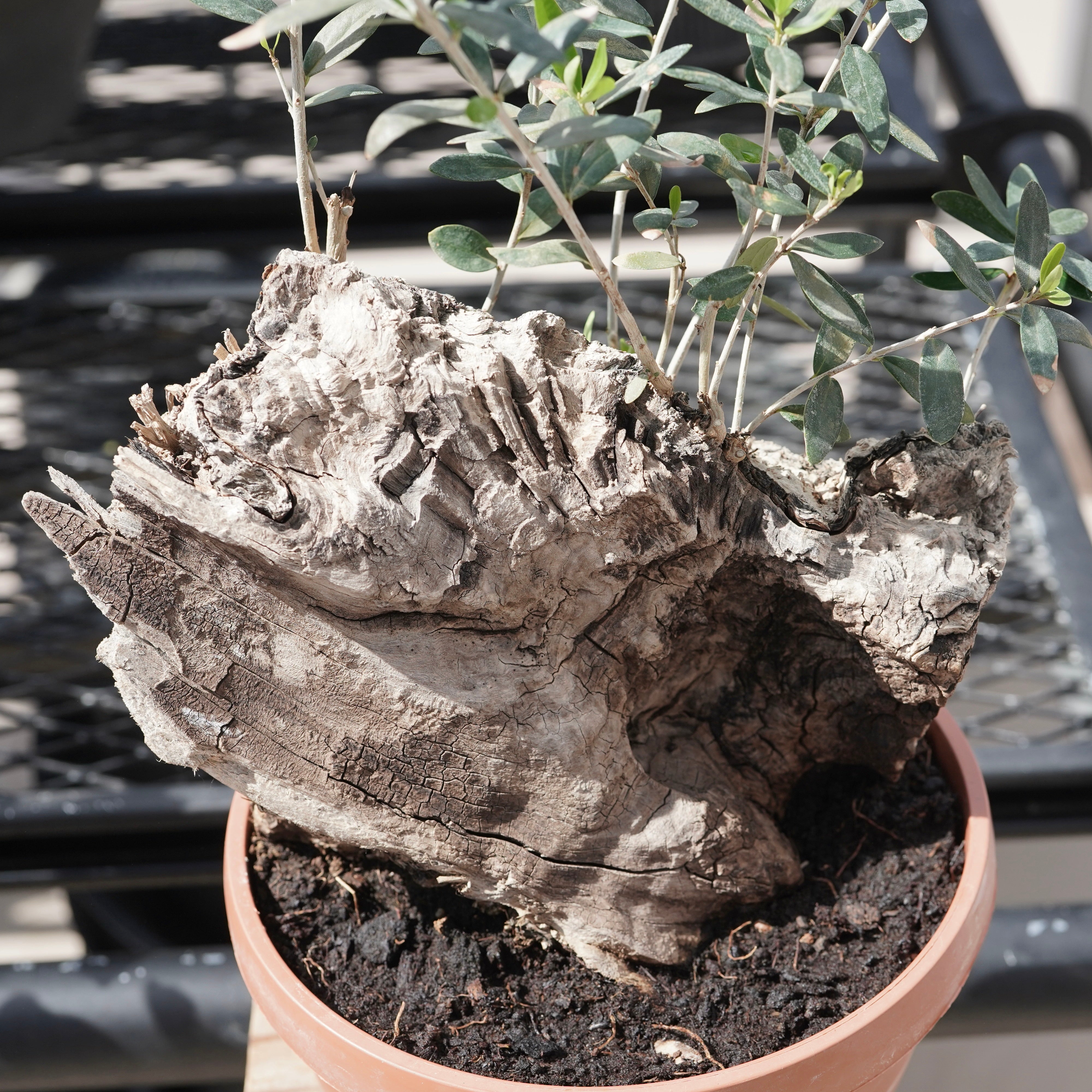 Mini-mini Old olive（古木オリーブ） No.1 – ELBAZ GREEN STORE