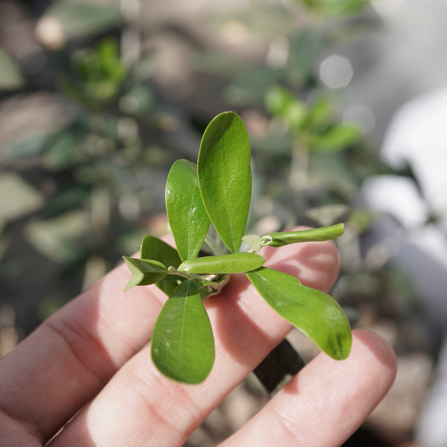 Mini-mini Old olive（古木オリーブ） No.1