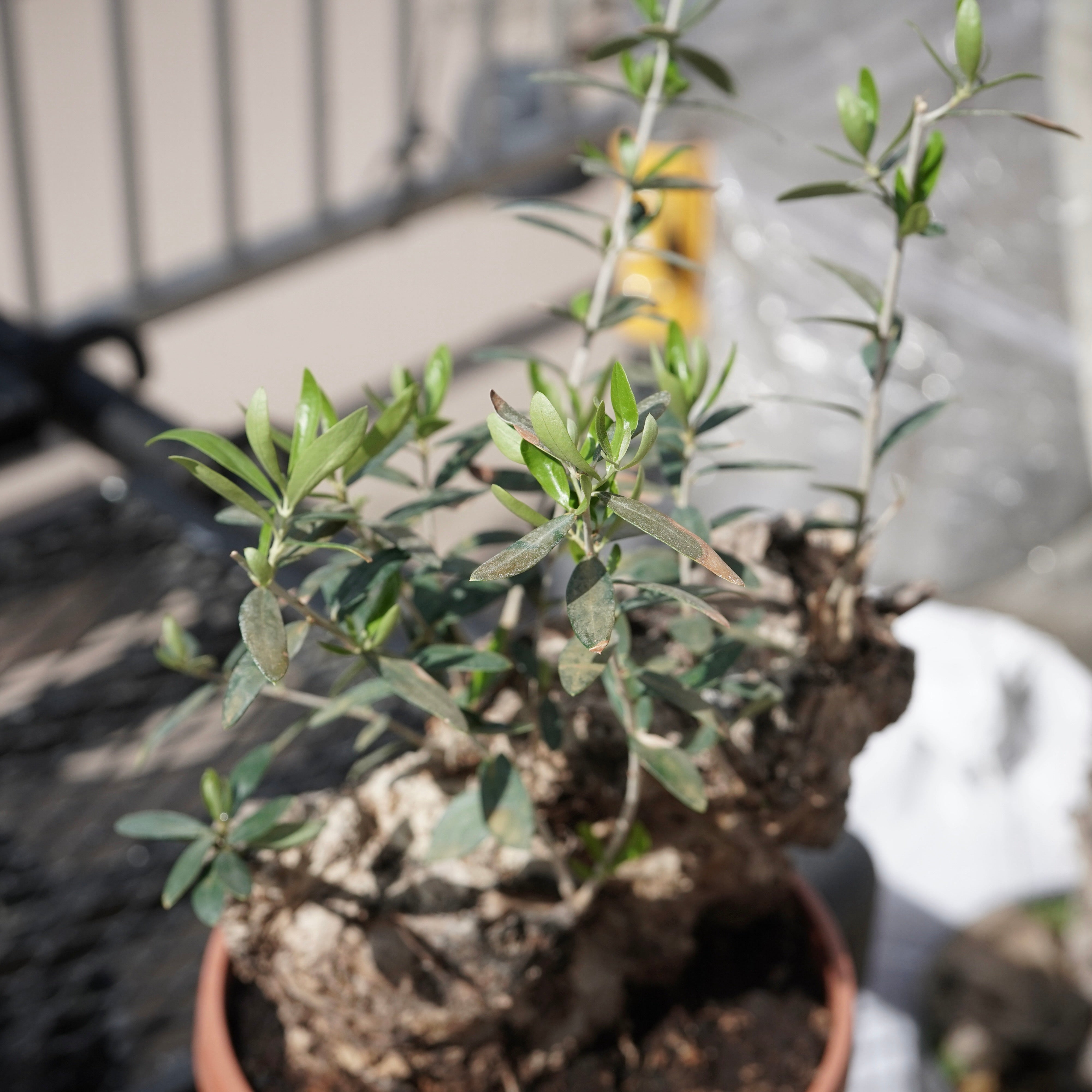Mini-mini Old olive（古木オリーブ） No.1 – ELBAZ GREEN STORE