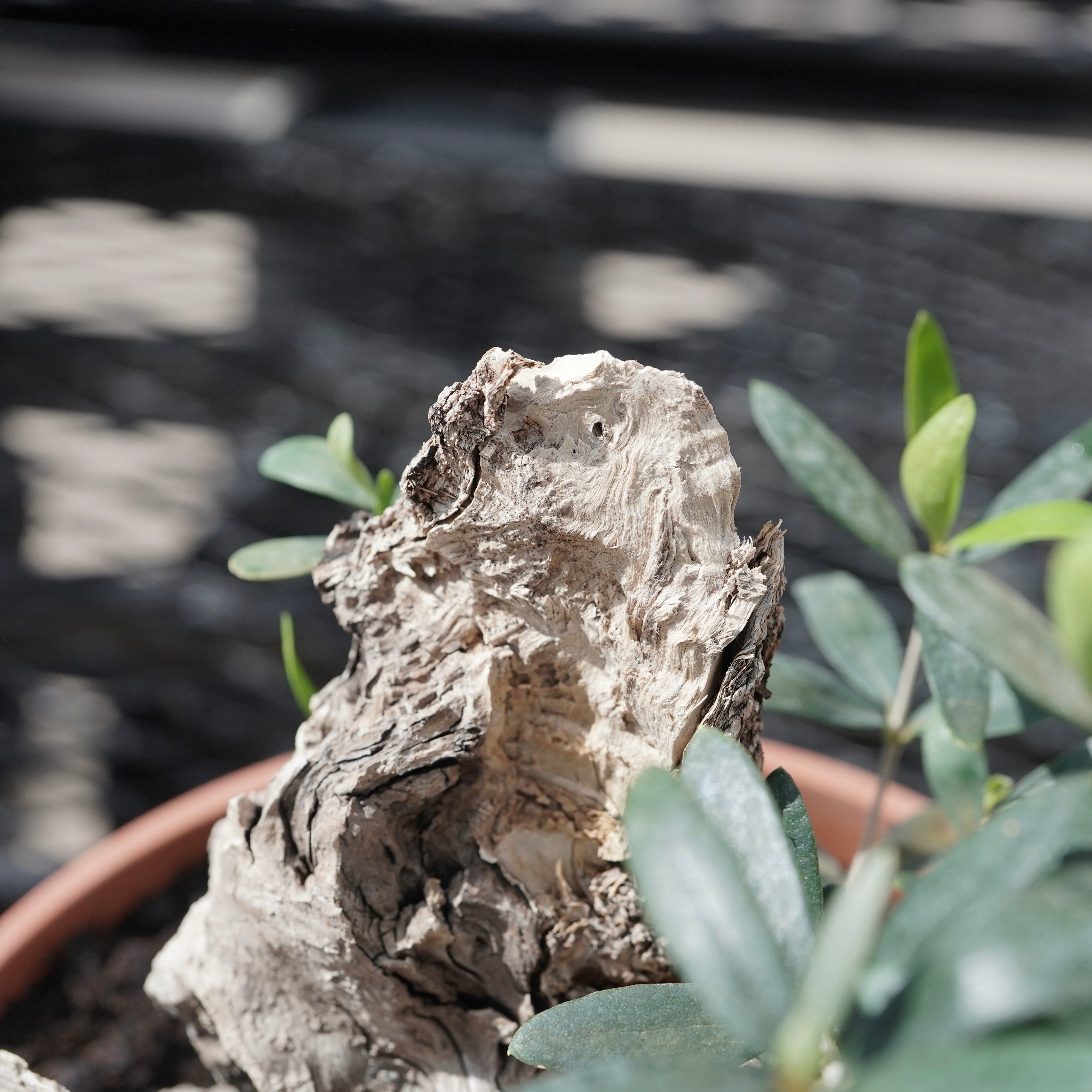 Mini-mini Old olive（古木オリーブ） No.2 – ELBAZ GREEN STORE