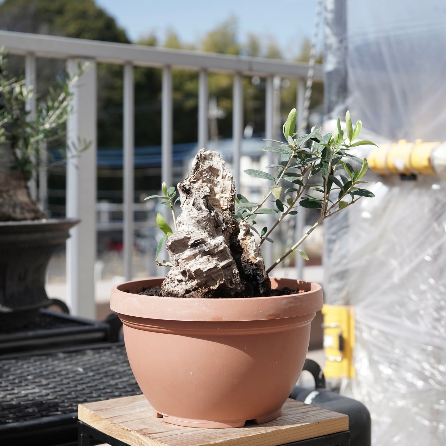 Mini-mini Old olive（古木オリーブ） No.2