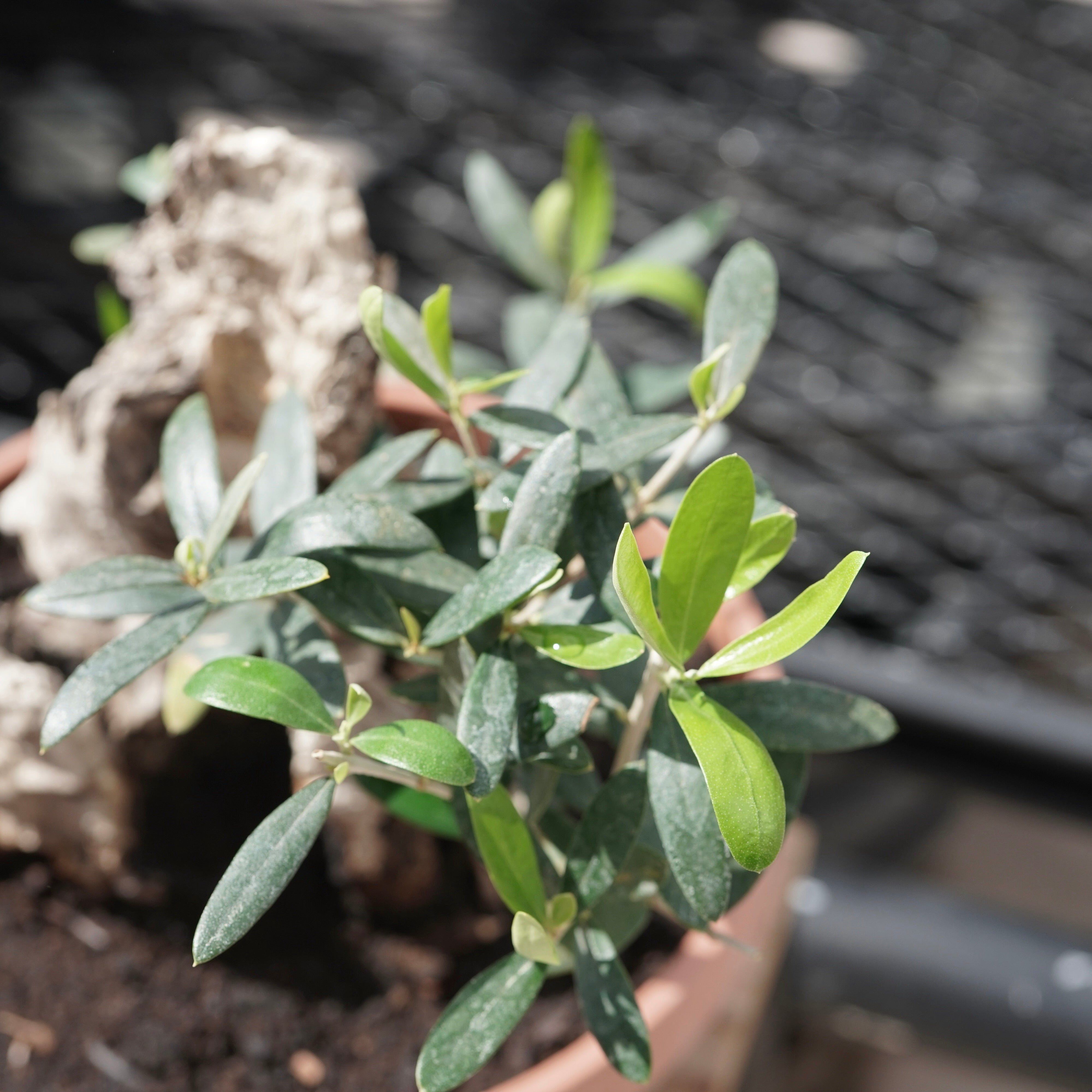 Mini-mini Old olive（古木オリーブ） No.2 – ELBAZ GREEN STORE