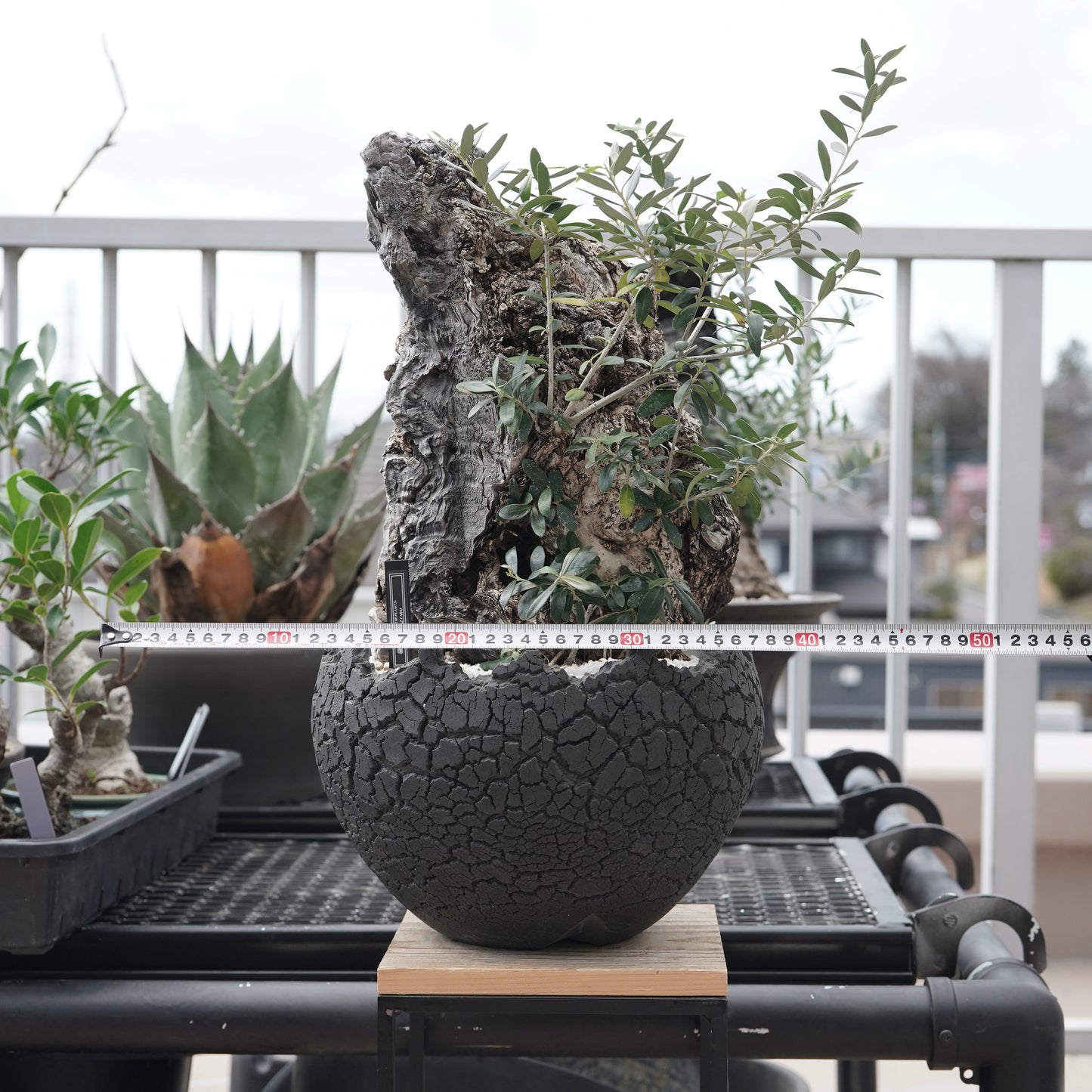 Old olive（古木オリーブ）× fang