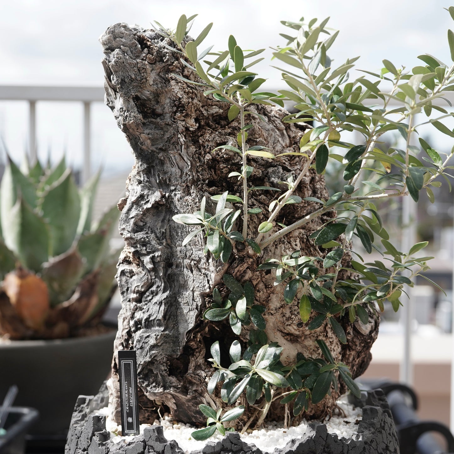 Old olive（古木オリーブ）× fang
