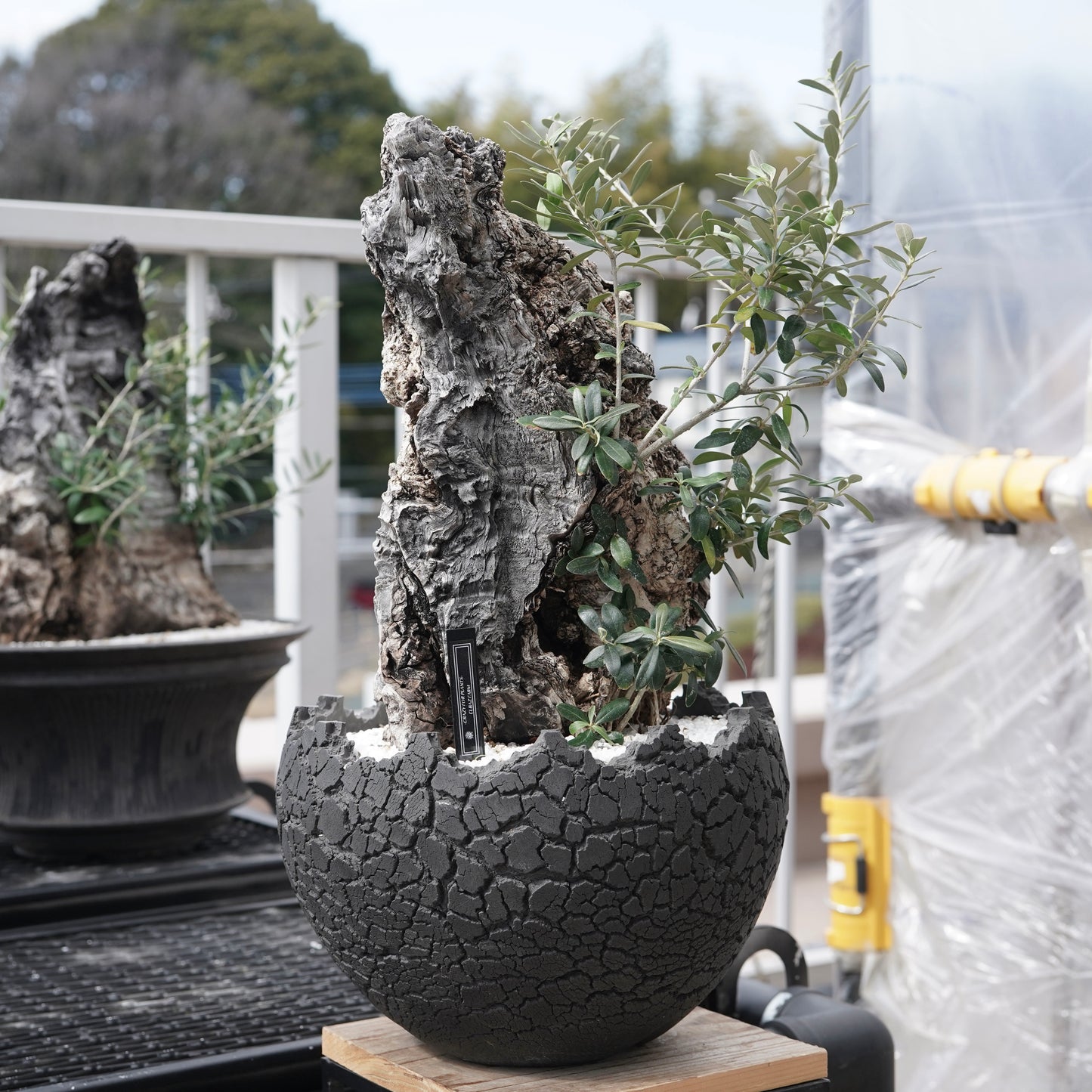 Old olive（古木オリーブ）× fang