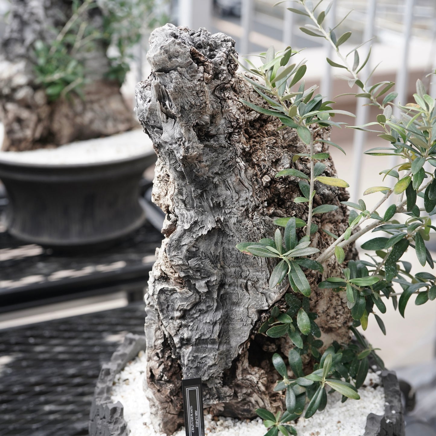 Old olive（古木オリーブ）× fang
