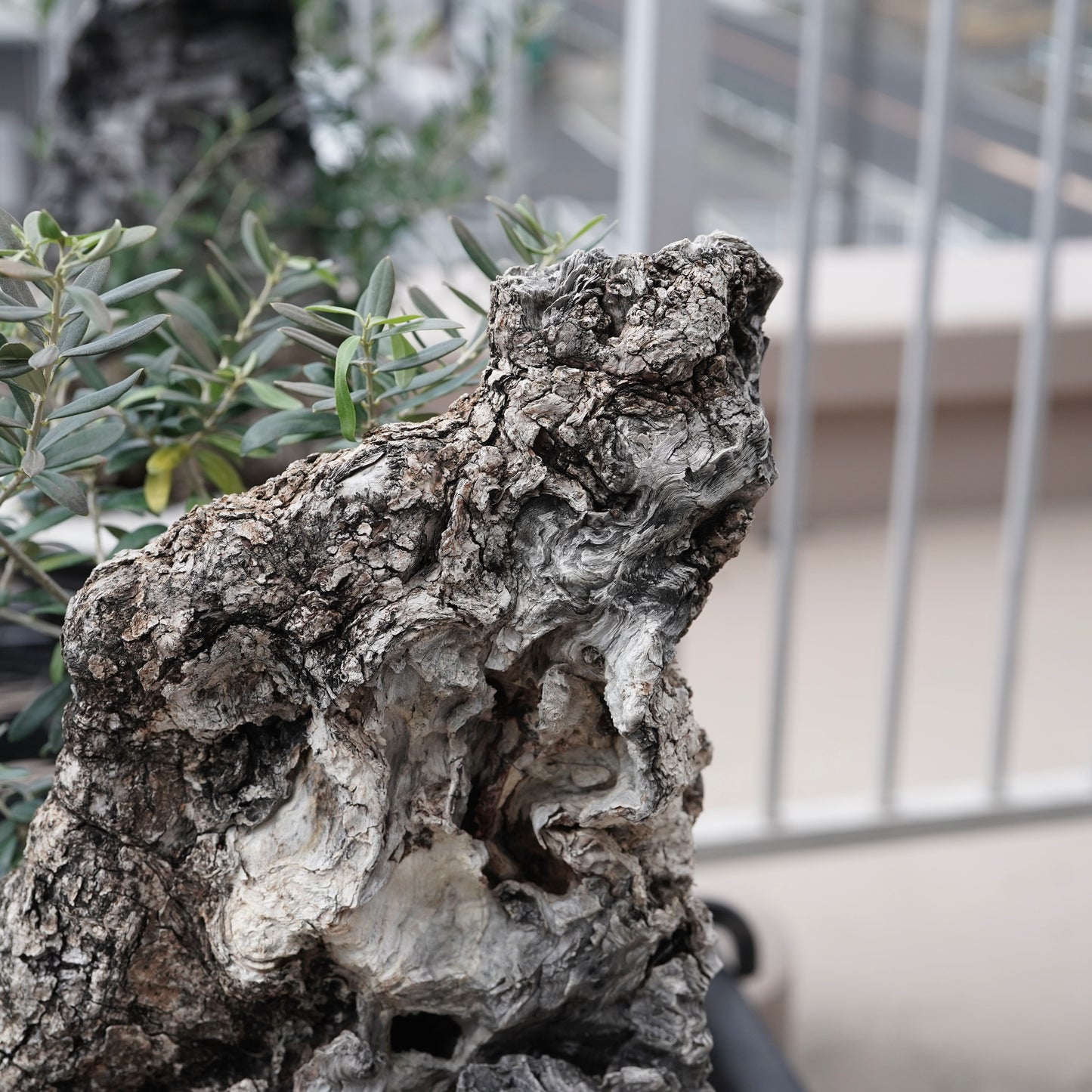 Old olive（古木オリーブ）× fang