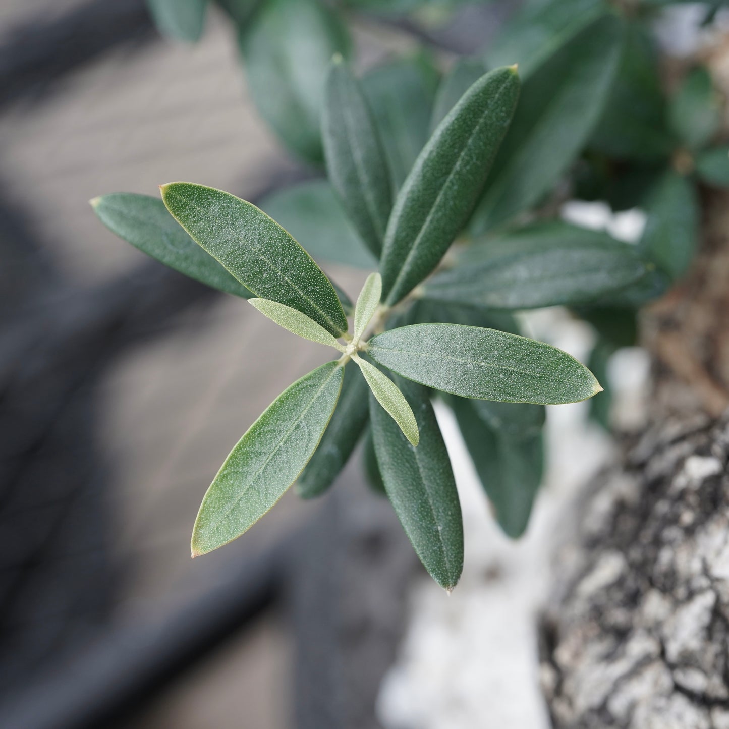 Old olive（古木オリーブ）× fang
