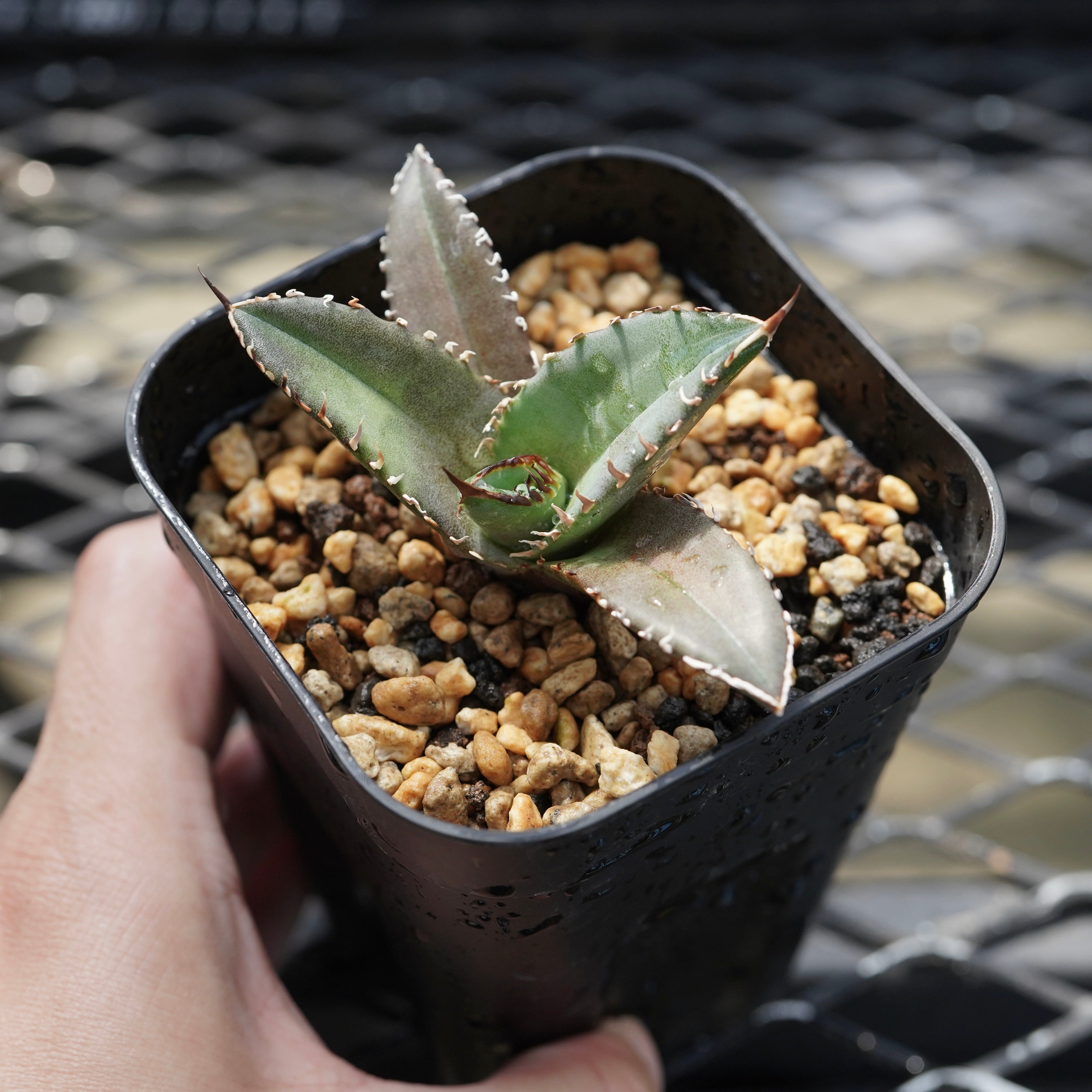 From lize gardening】Agave titanota 'Shark Sword(鯊魚劍)' Baby No.2 – ELBAZ  GREEN STORE