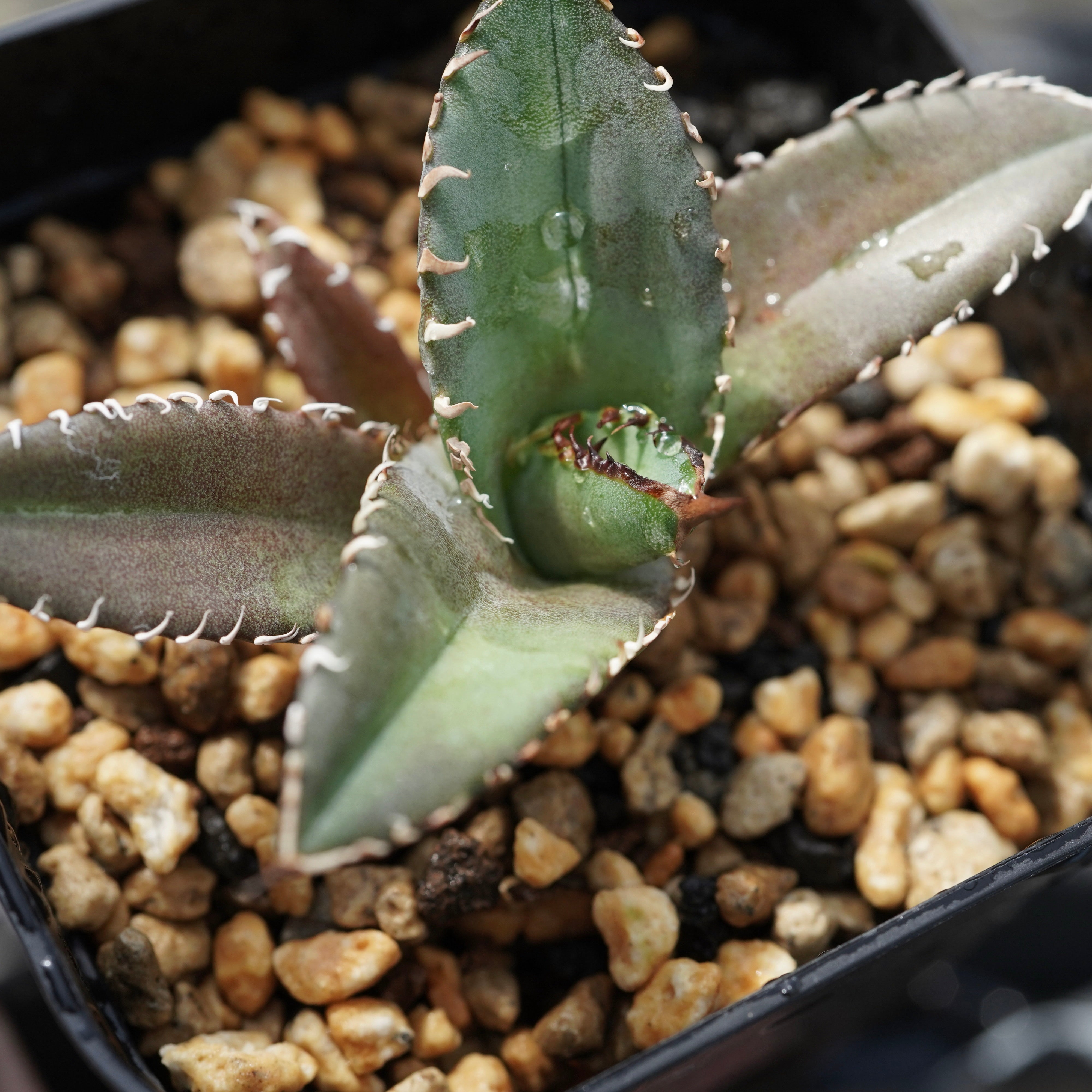 From lize gardening】Agave titanota 'Shark Sword(鯊魚劍)' Baby No.2 – ELBAZ  GREEN STORE