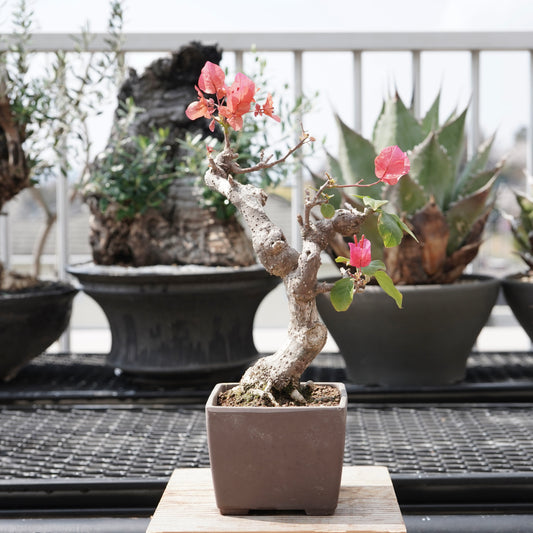 Bougainvillea（ブーゲンビリア古木）No.1