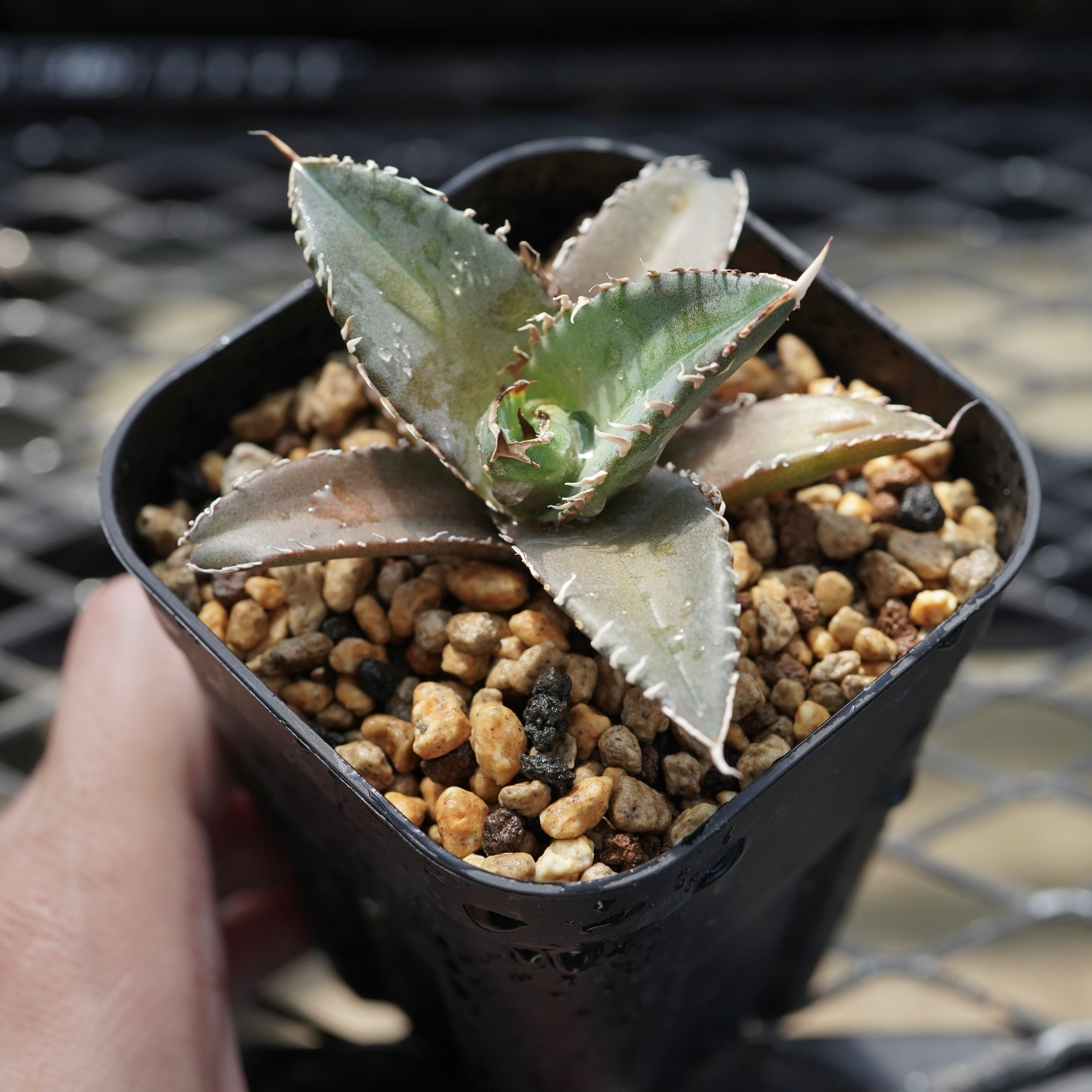 From lize gardening】Agave titanota 'Shark Sword(鯊魚劍)' Baby No.3 – ELBAZ  GREEN STORE