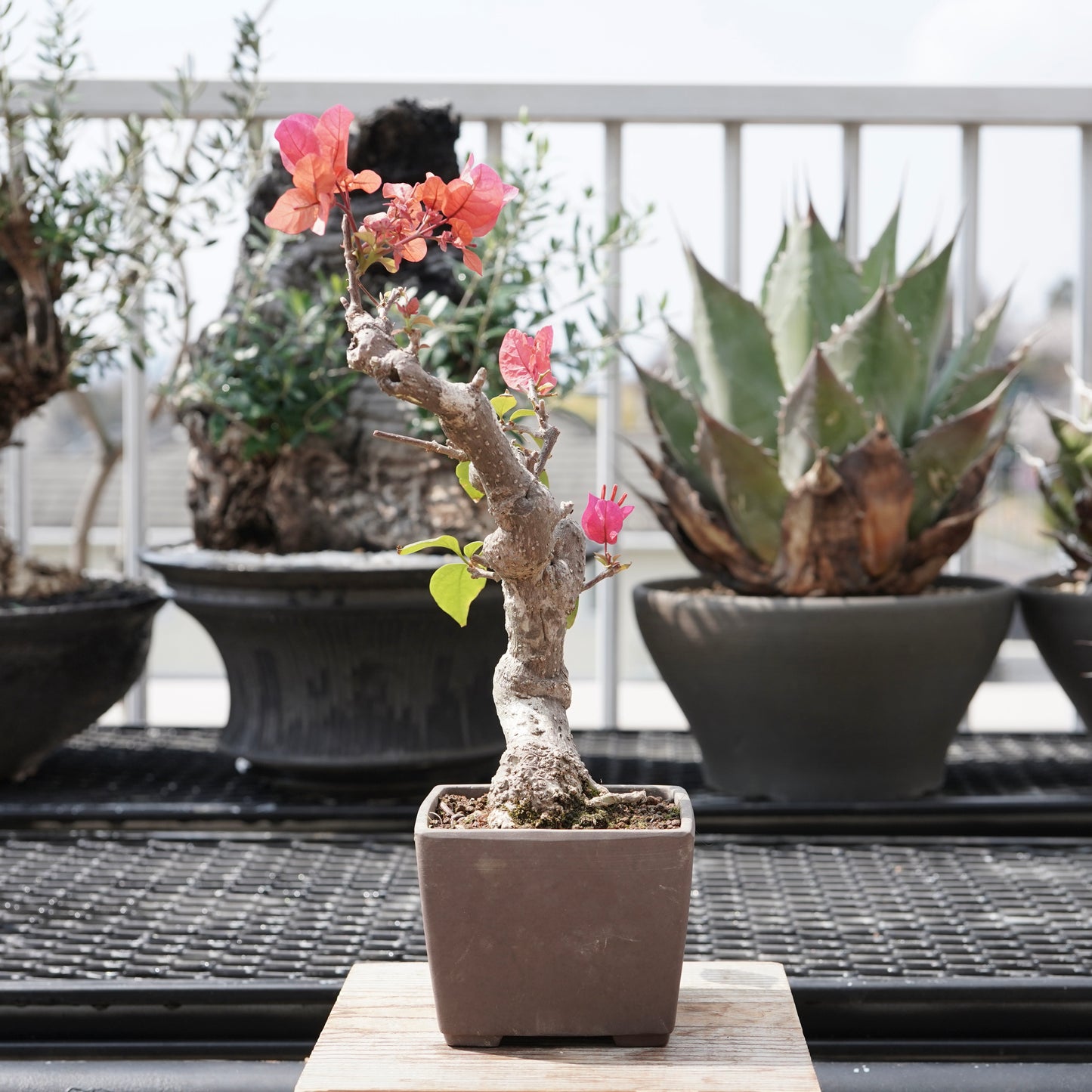 Bougainvillea（ブーゲンビリア古木）No.1