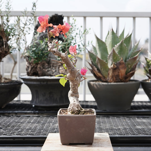 Bougainvillea（ブーゲンビリア古木）No.1