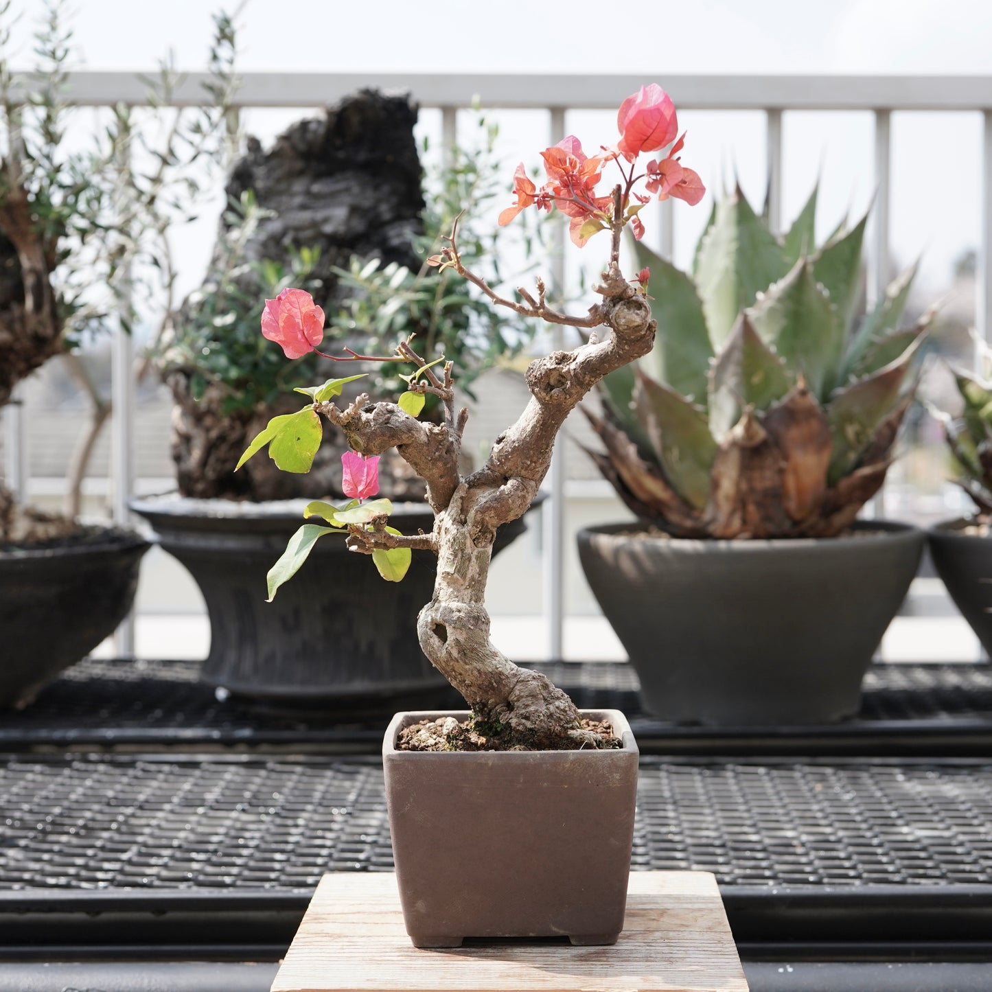 Bougainvillea（ブーゲンビリア古木）No.1