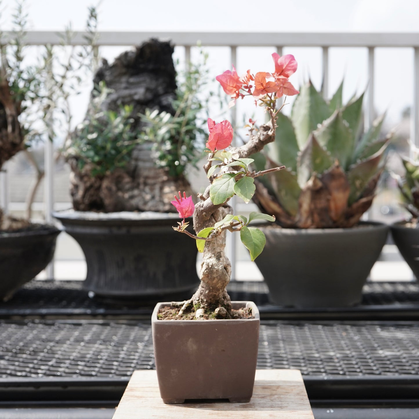 Bougainvillea（ブーゲンビリア古木）No.1