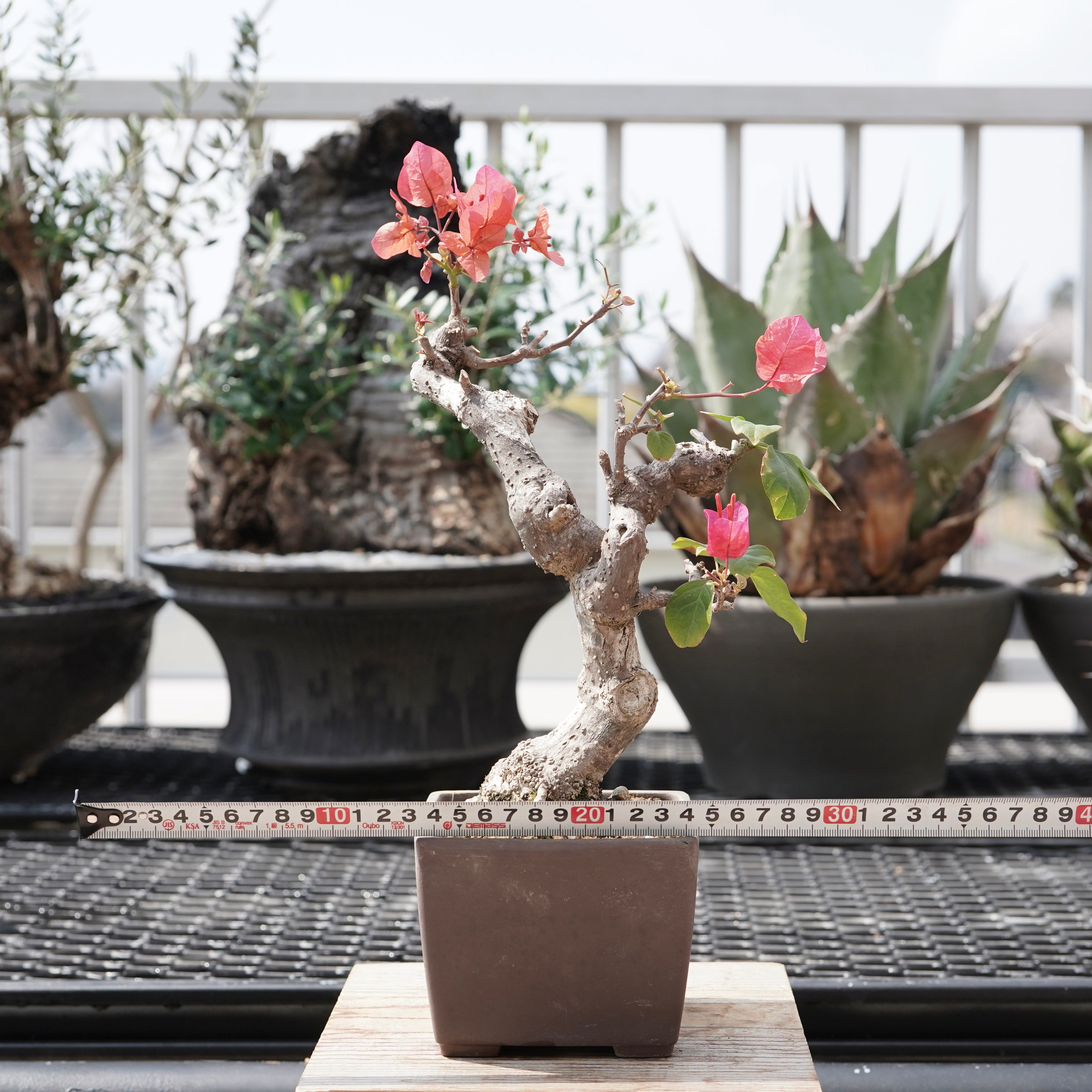 Bougainvillea（ブーゲンビリア古木）No.1 – ELBAZ GREEN STORE